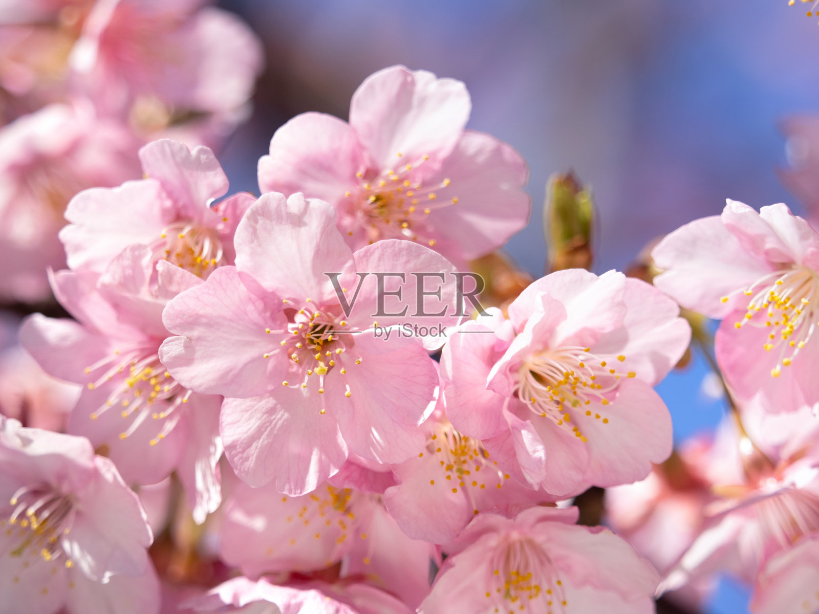 日本樱花照片摄影图片