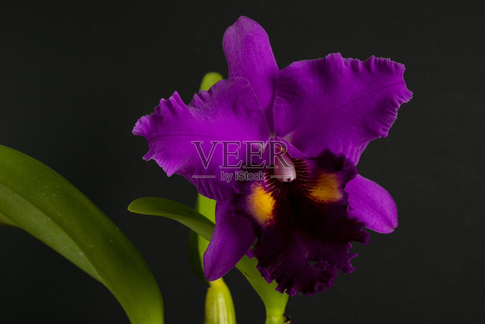 大卡特利亚兰花花。粉色和黄色照片摄影图片