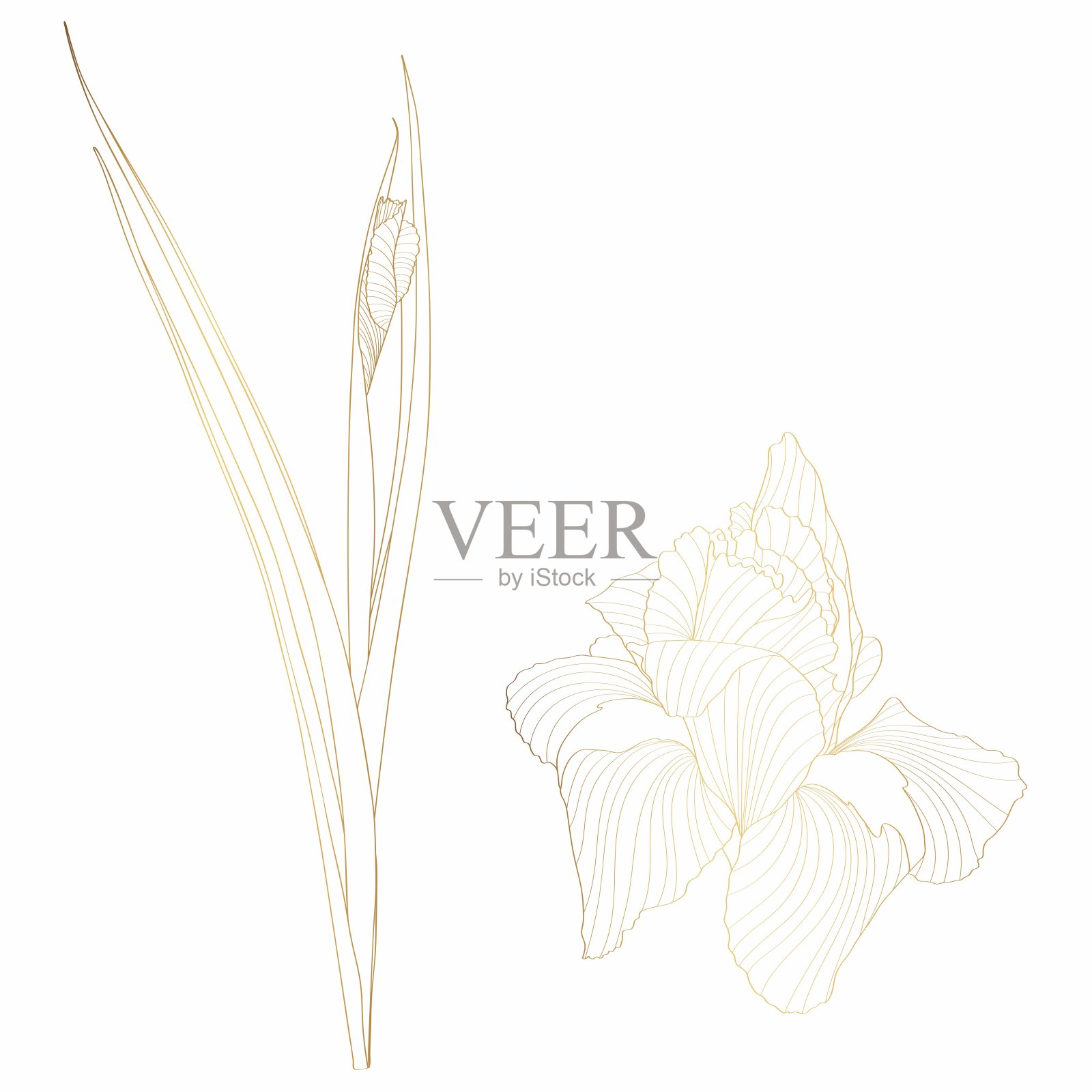 鸢尾，一种植物的花。野春花集孤。金刻墨艺术。孤立的虹膜插图元素在白色背景。插画图片素材