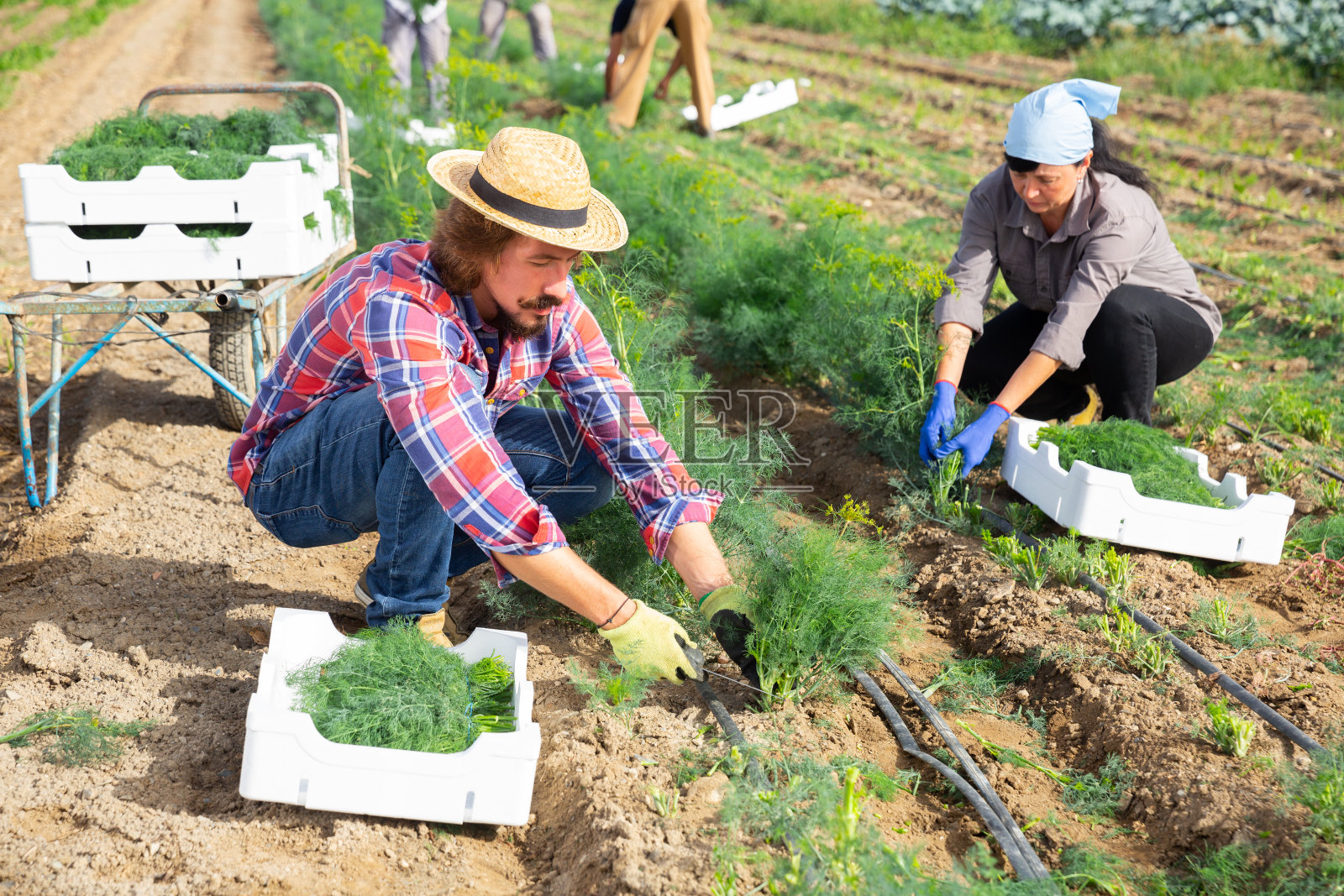 熟练的农民在农田上收割绿莳萝照片摄影图片