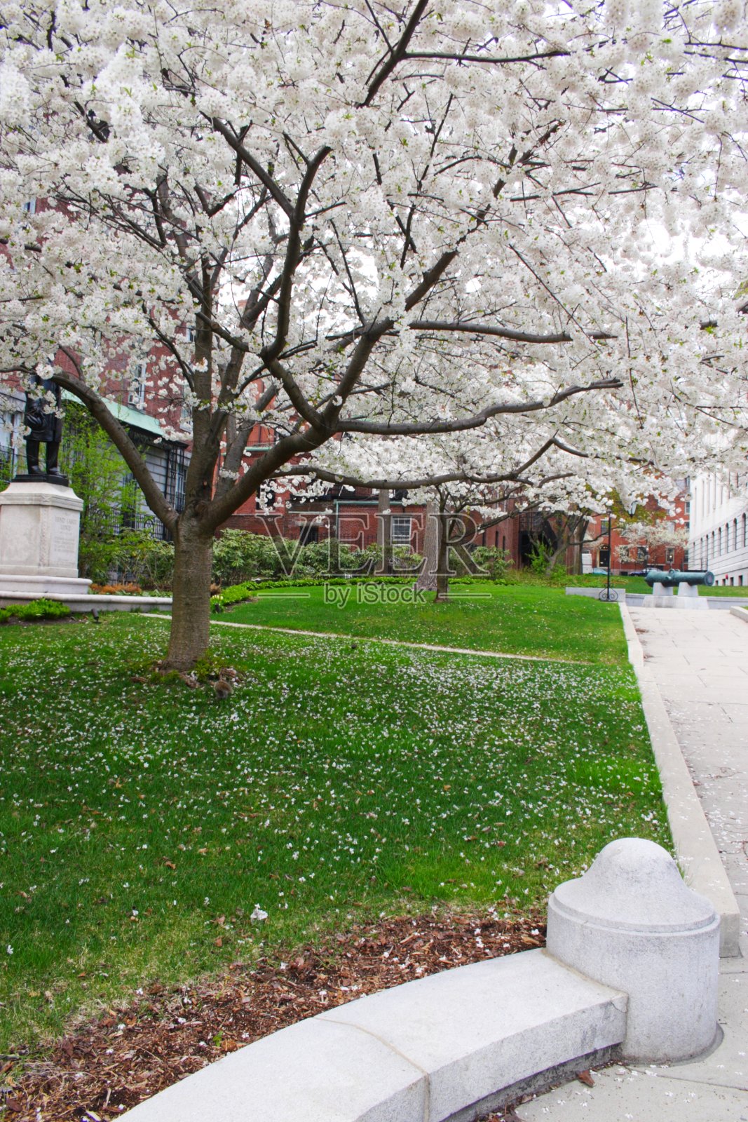 樱花照片摄影图片