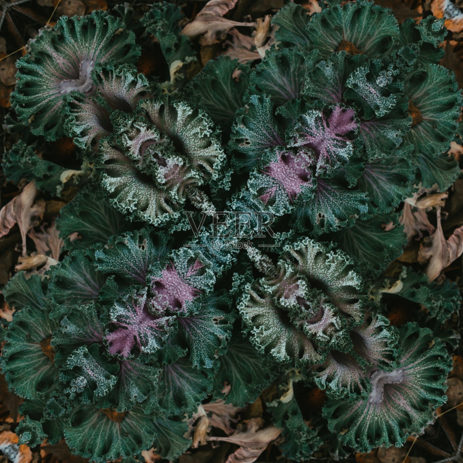 菜花照片摄影图片