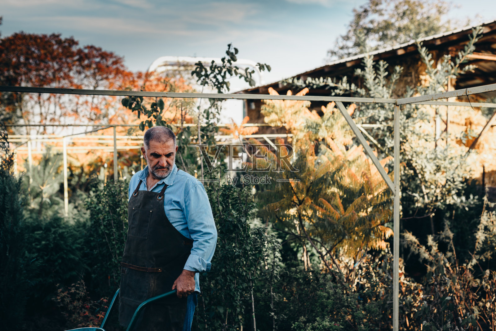 爷爷和孙子在苗圃里照片摄影图片