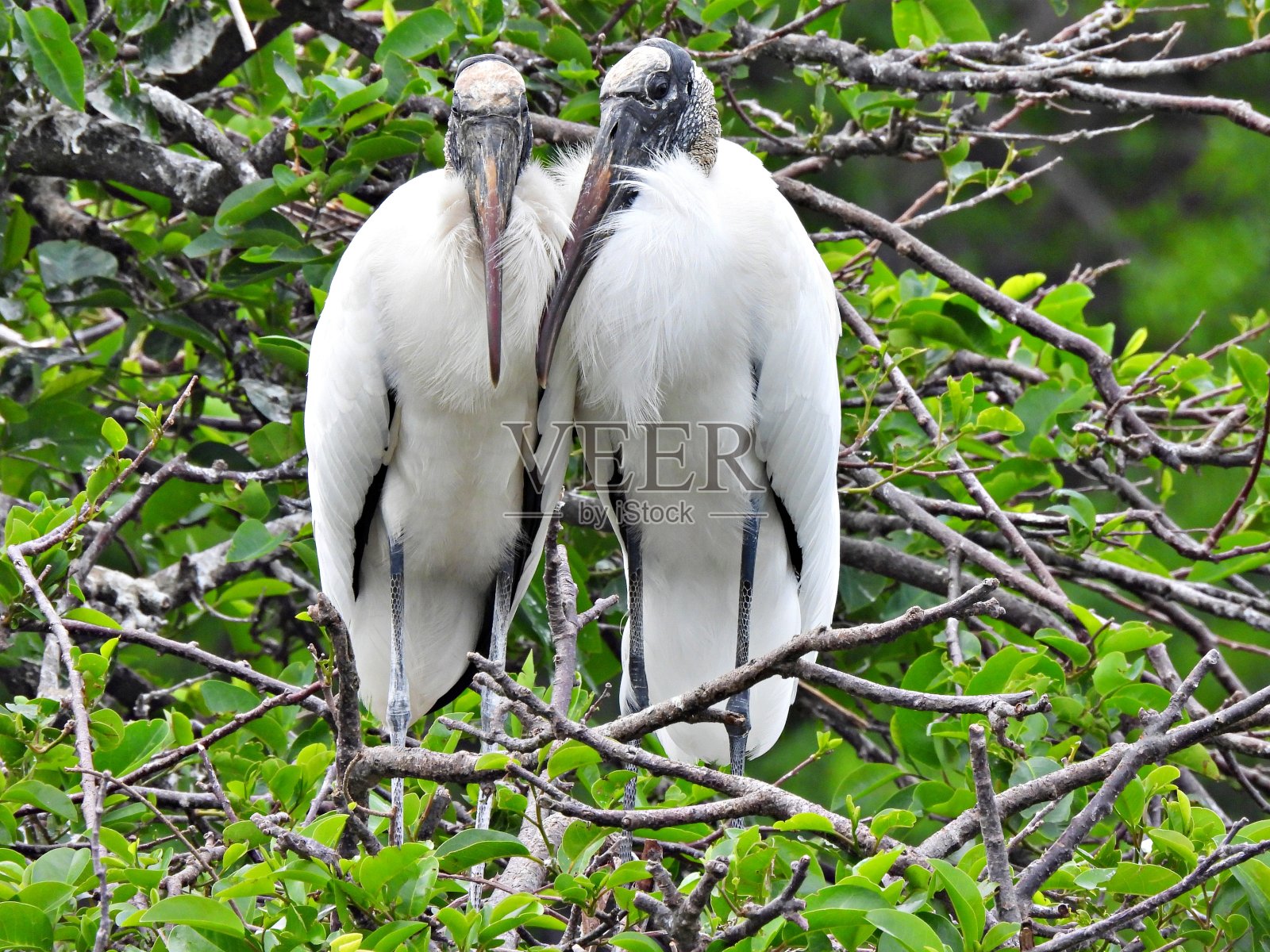 站在巢中的木鹳(美洲菌)照片摄影图片