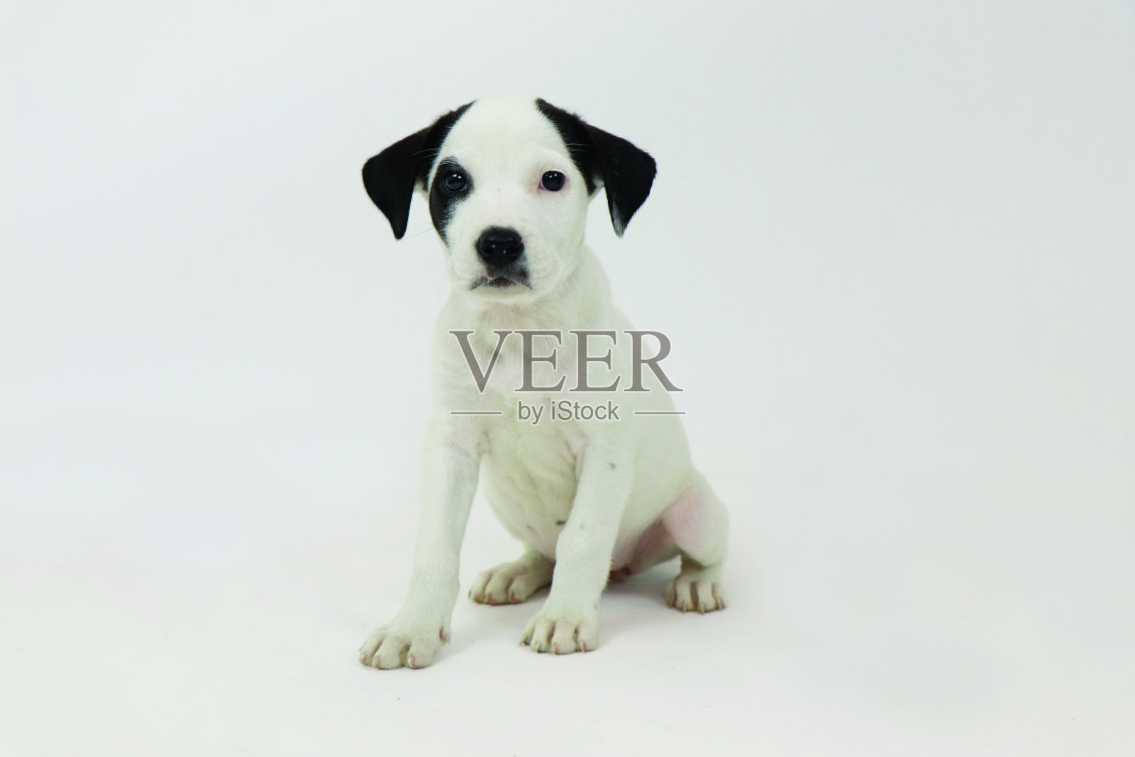 小狗坐在白色的背景上照片摄影图片