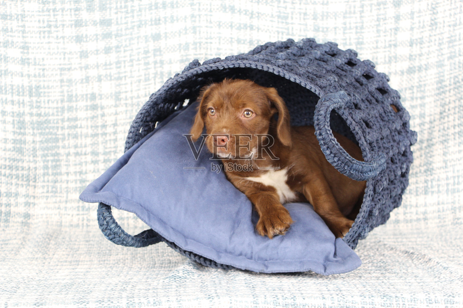 小狗在蓝色篮子里的枕头上照片摄影图片