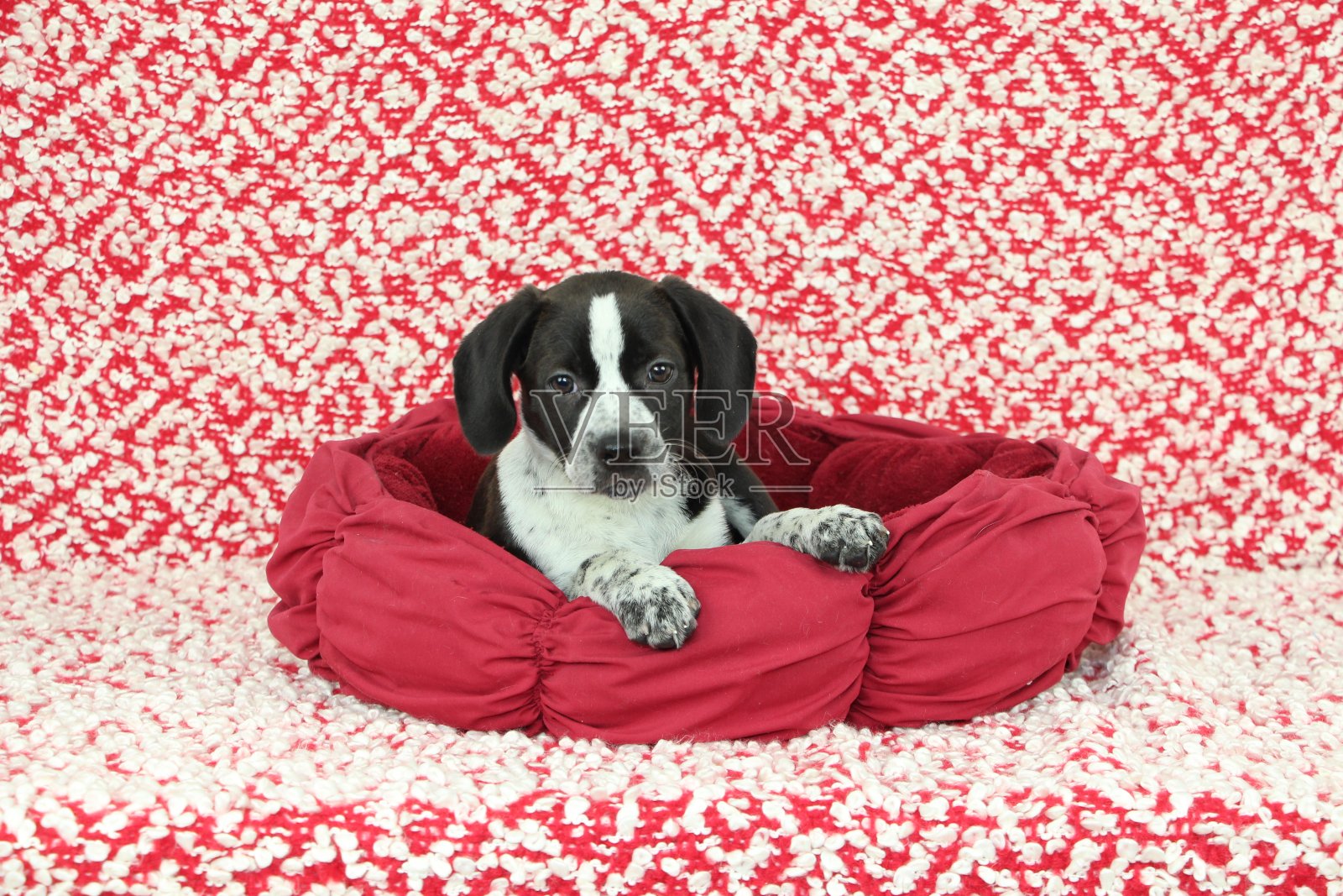 小狗躺在红色的床上照片摄影图片