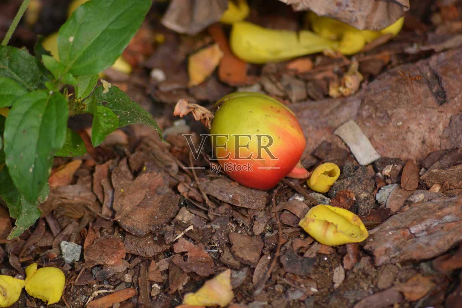 迪莱尼亚根斯照片摄影图片