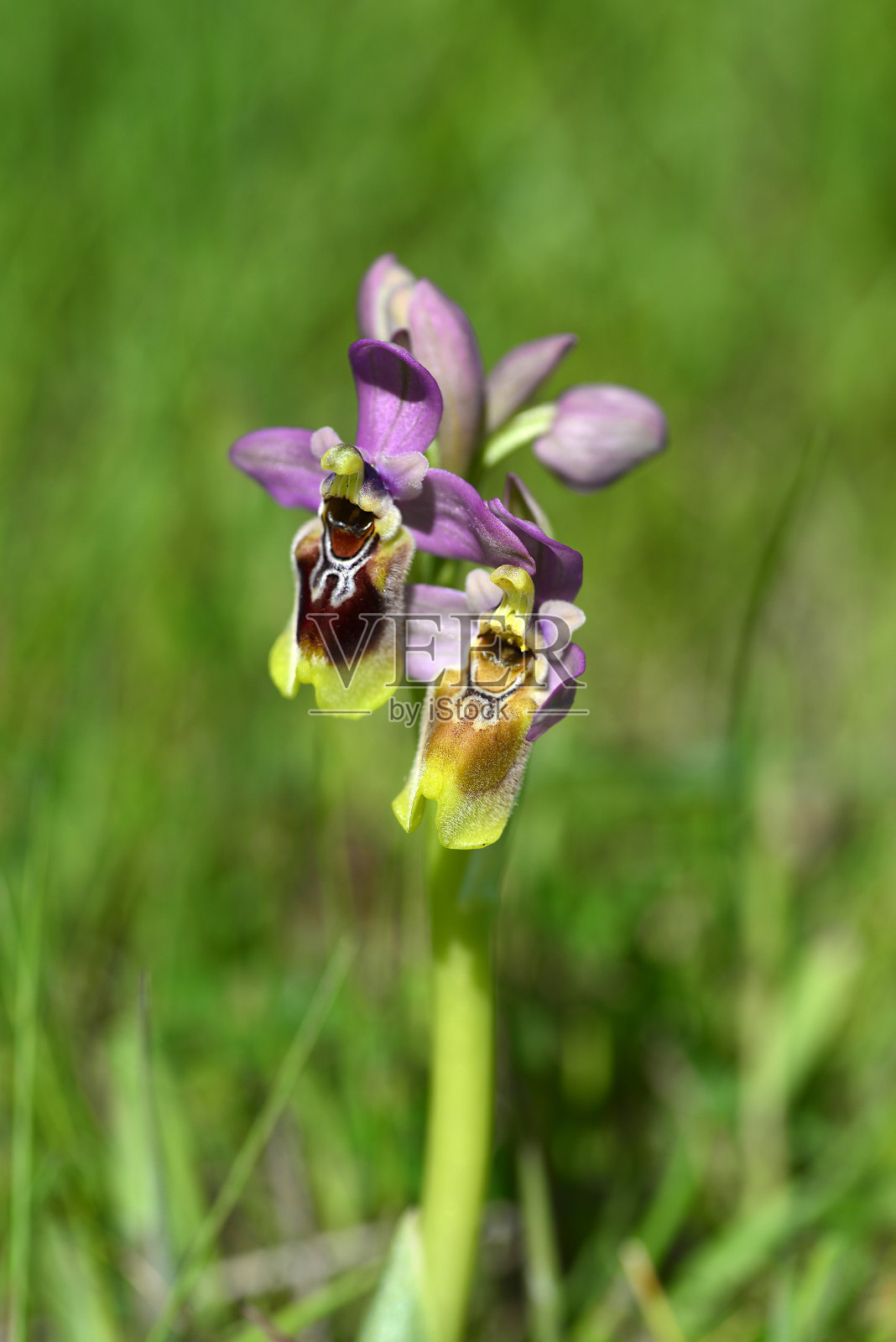 兰花或蜂花兰花照片摄影图片