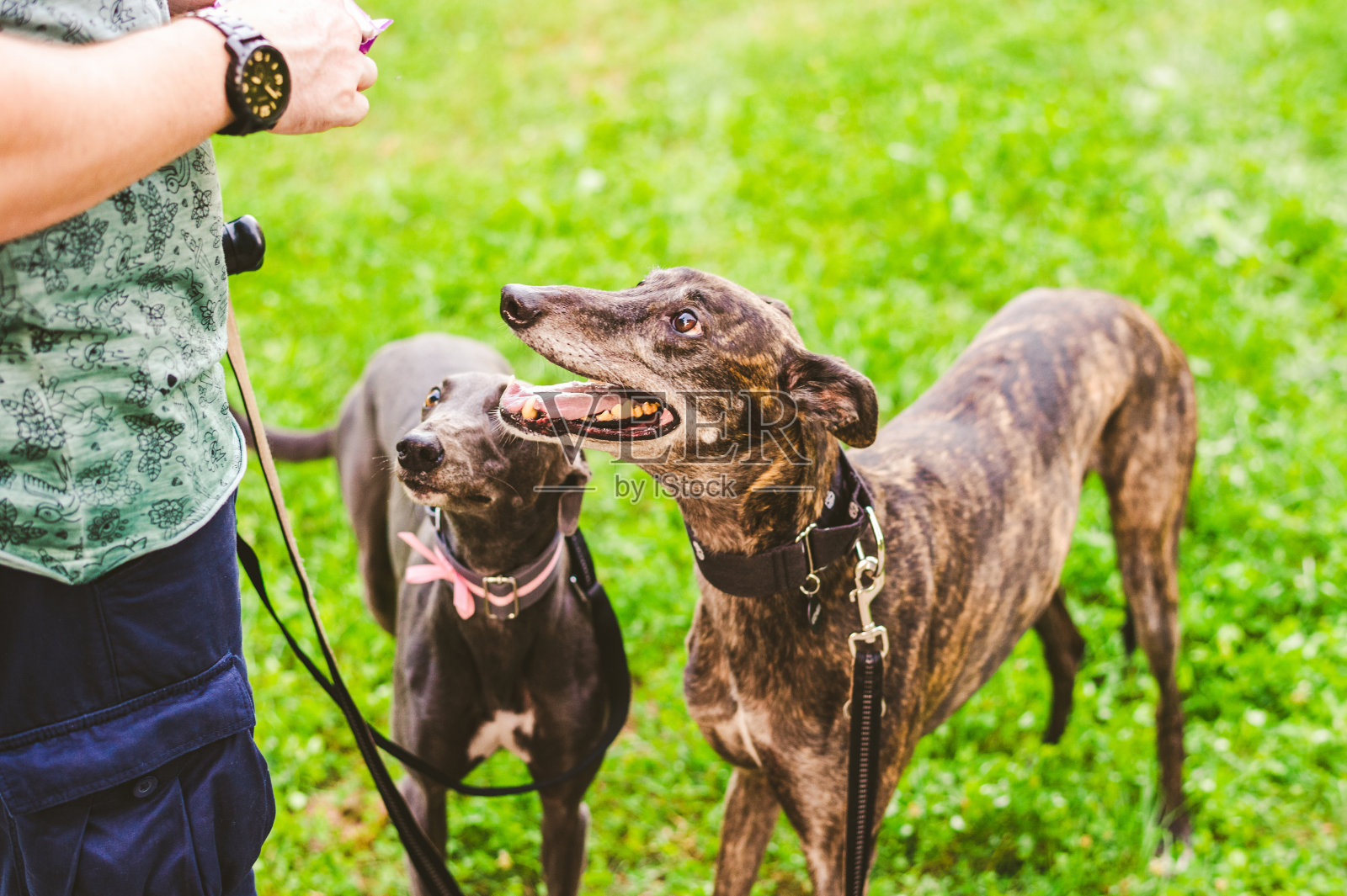 等待食物的狗照片摄影图片