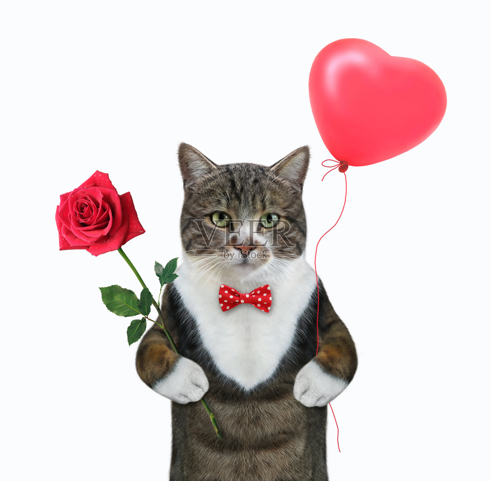 猫色的手拿着玫瑰和气球照片摄影图片