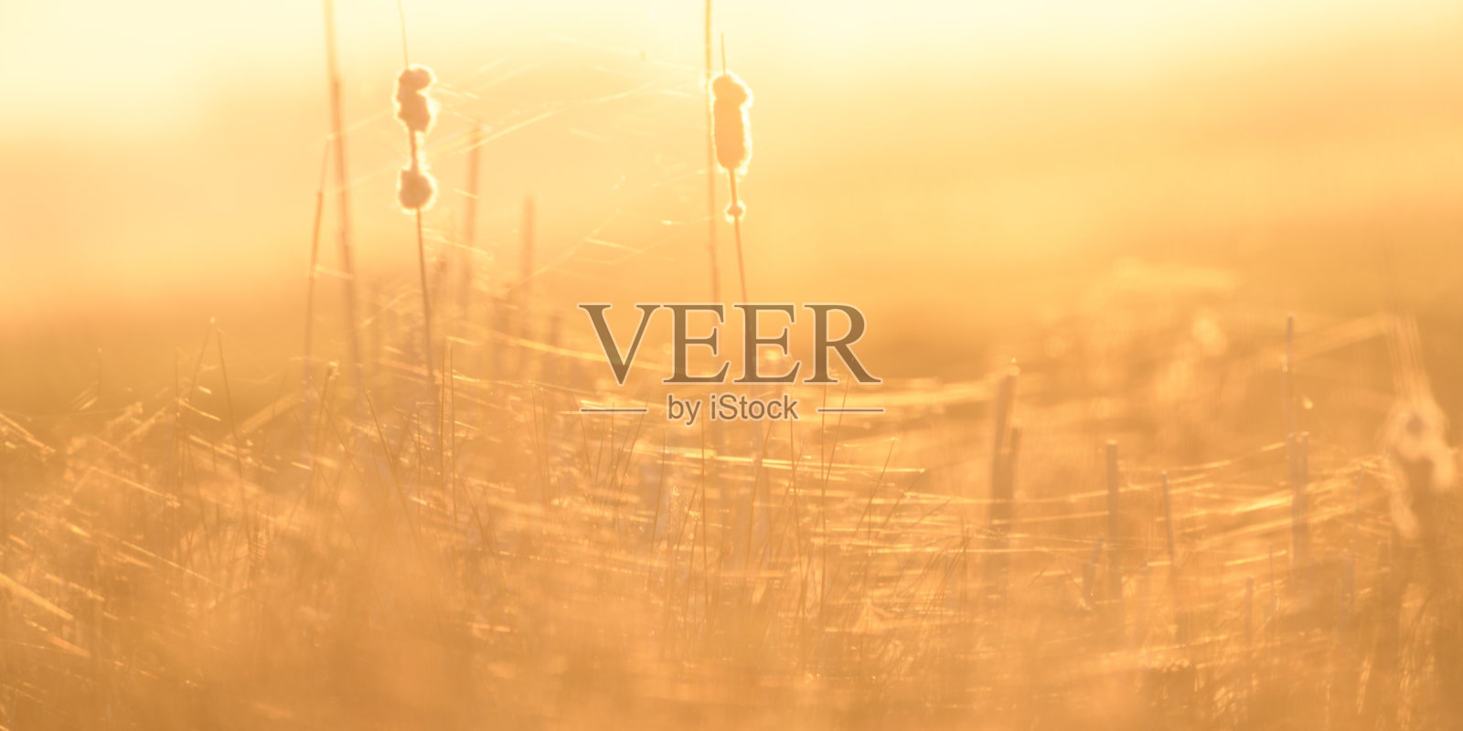 春天日落时，在湖边的芦苇和阔叶香蒲照片摄影图片