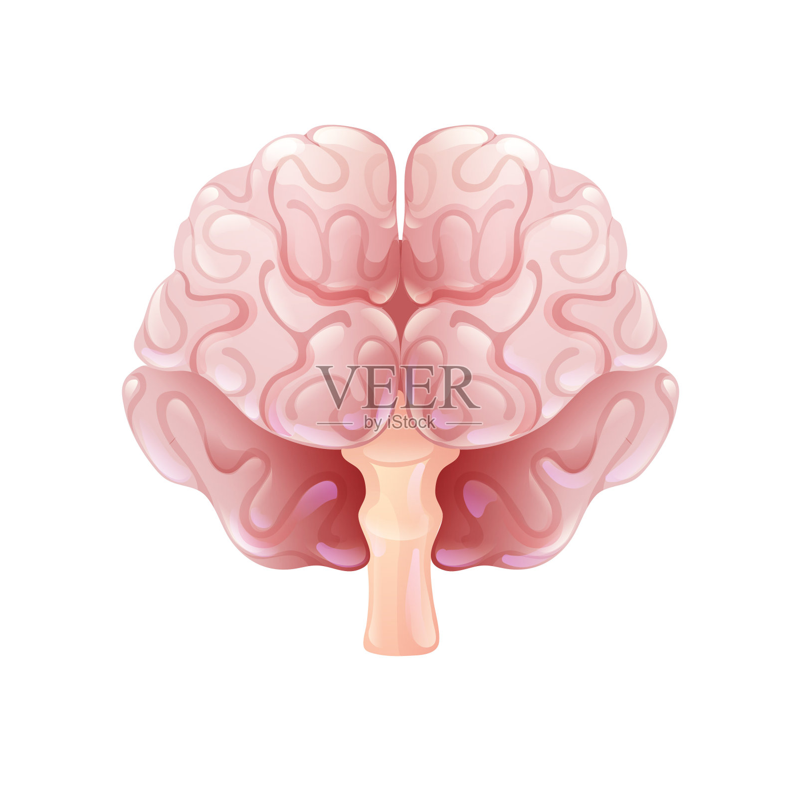 人类的大脑。矢量图设计元素图片