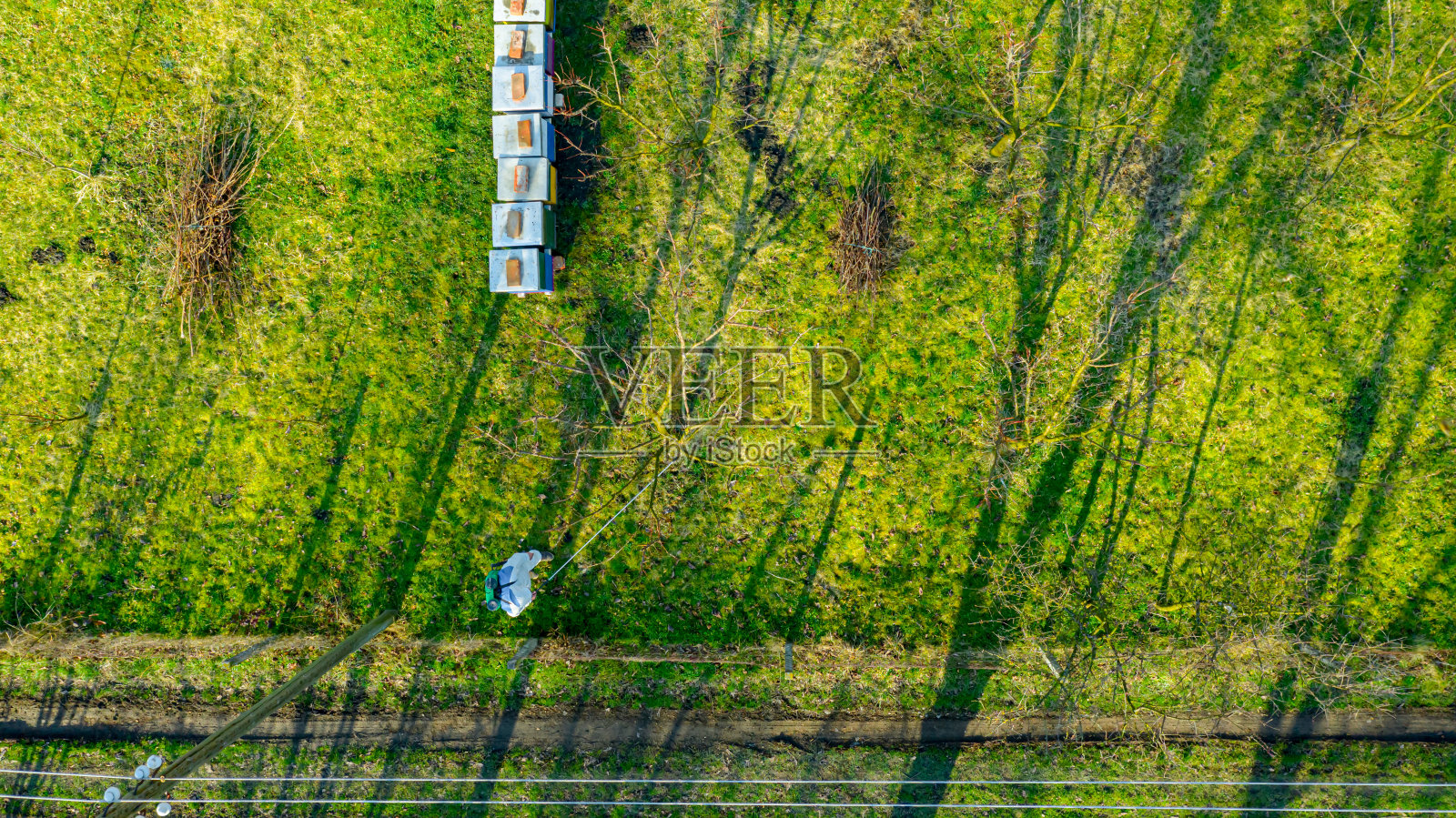 以上观点对园丁在保护全面，洒水果树与长照片摄影图片