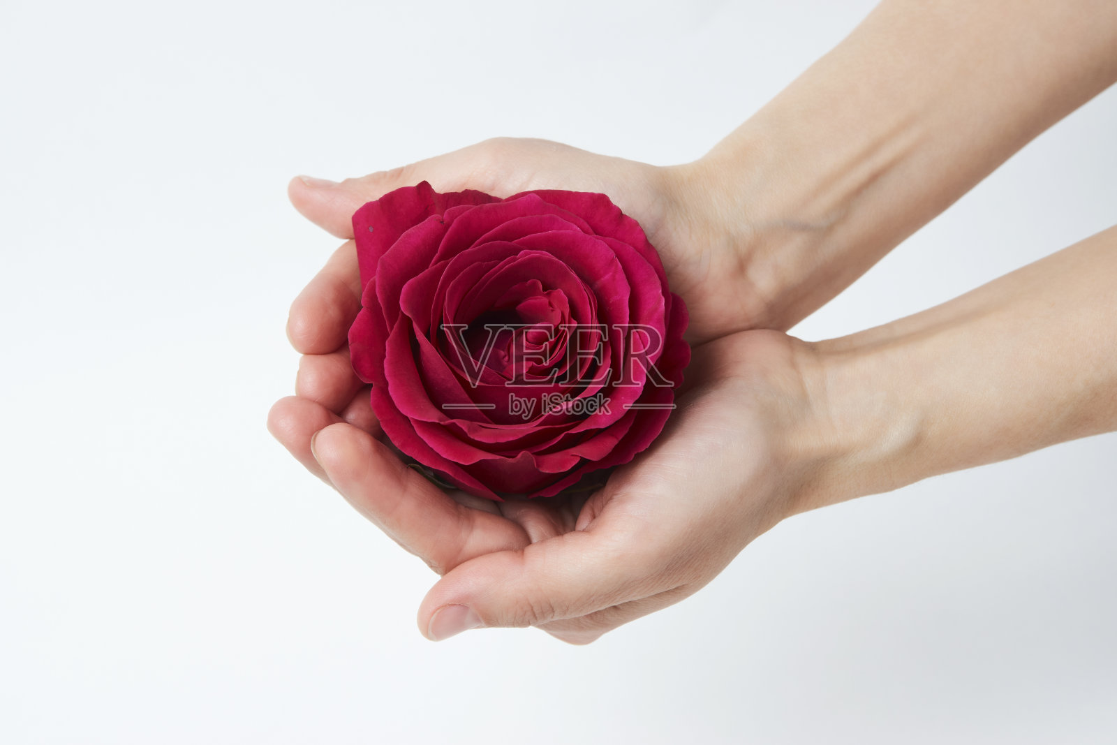 手与粉色玫瑰在白色背景与复制空间照片摄影图片