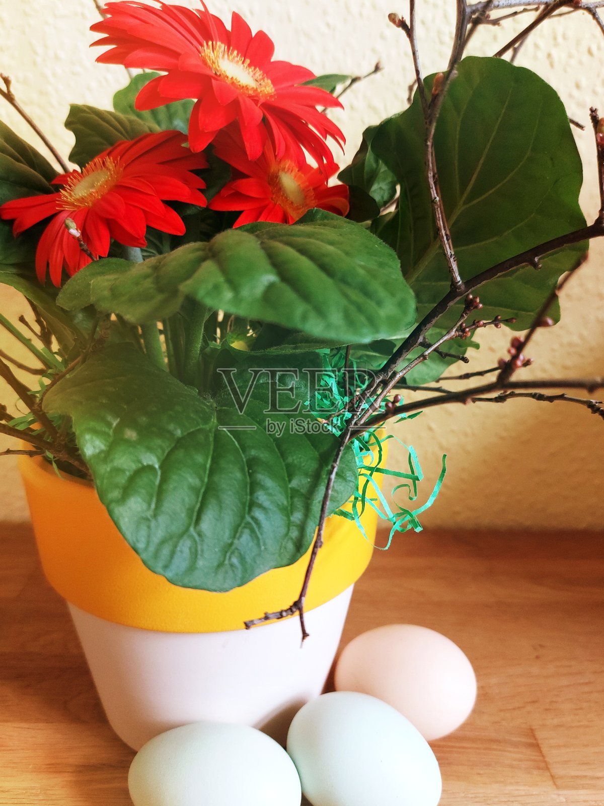 天竺葵花盆，有机鸡蛋，散养养殖照片摄影图片