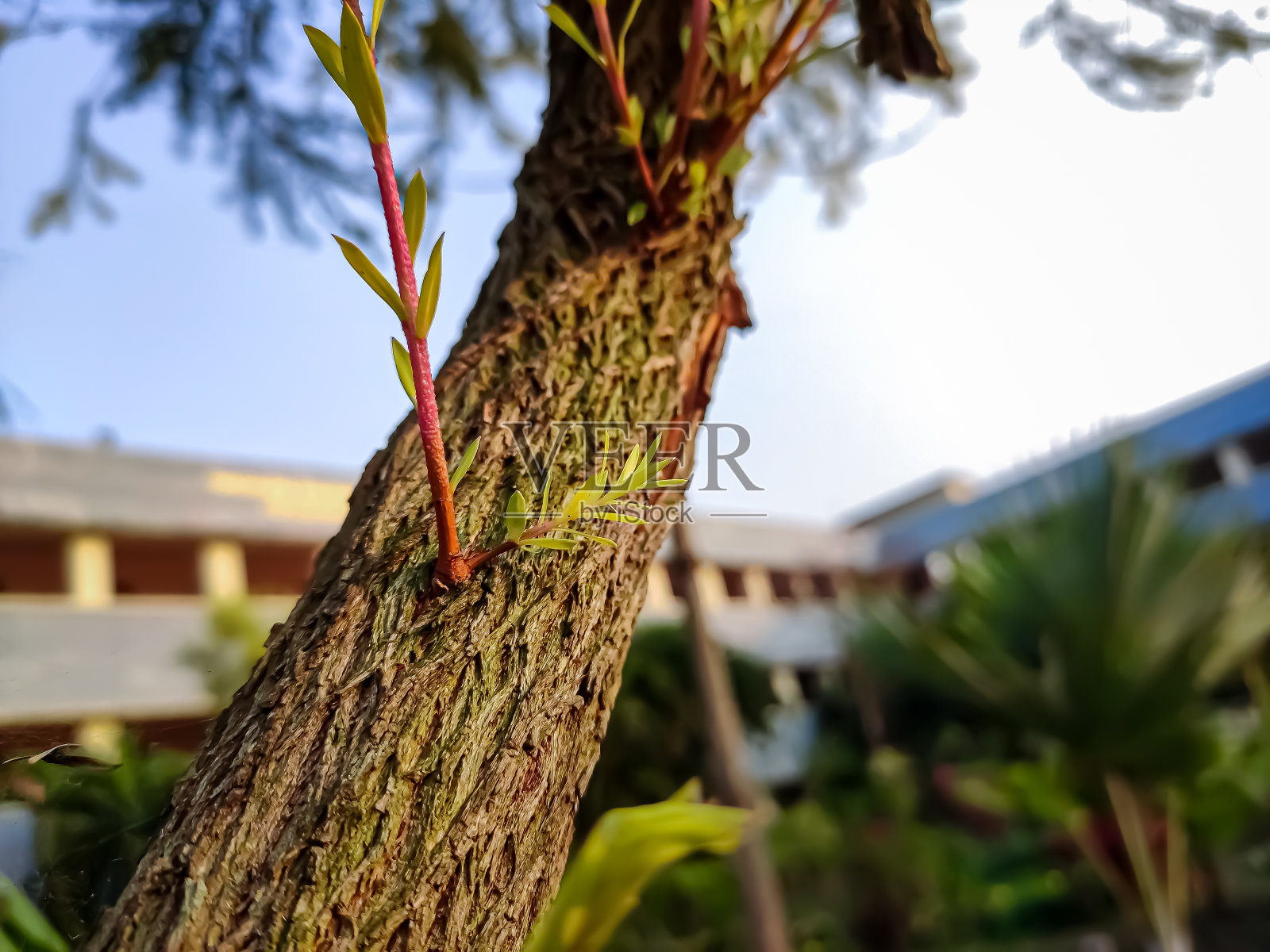 一些色彩饱满的小植物枝干特写微距拍摄于清晨。照片摄影图片