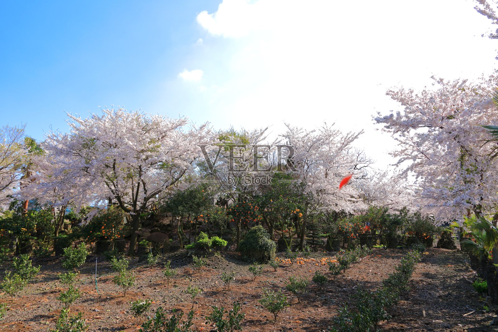 济州岛，大利，樱花，春天的花，春天的日子，村庄，农村，照片摄影图片