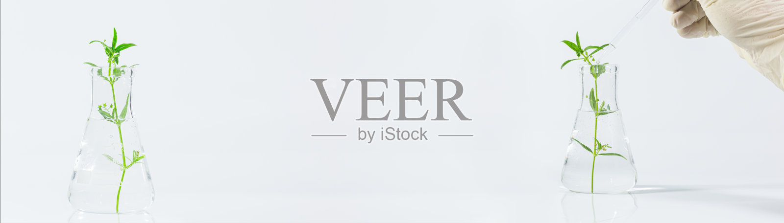 滴管通过试管将化学样品滴入样品中，生物技术研究概念。天然提取物，生物实验室的自然和科学，绿色背景下具有生物化学结构的植物照片摄影图片