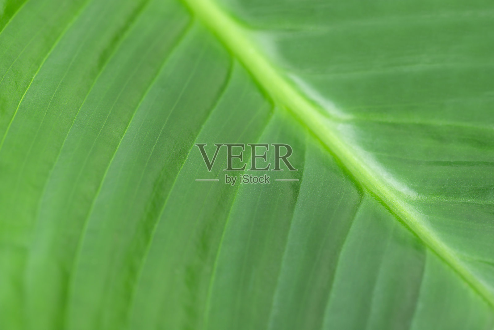 绿叶背景照片摄影图片