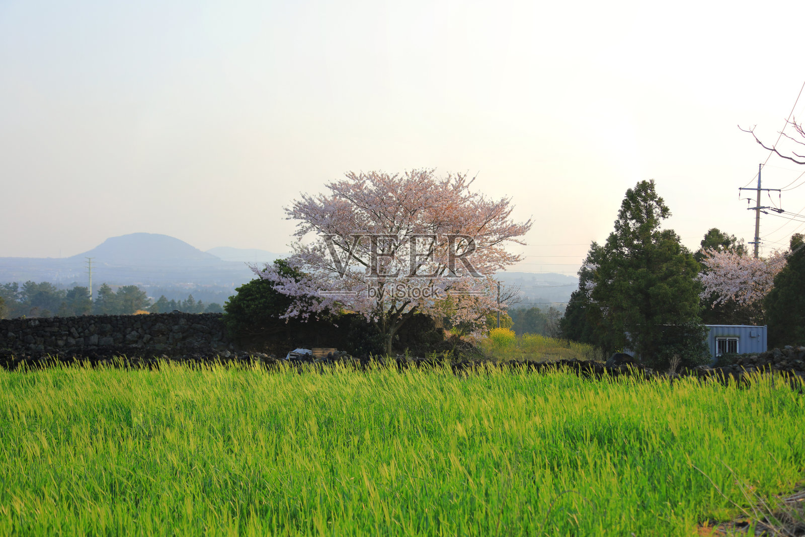 周朵，乡村，乡村，樱花，山茶花，油菜花，长梅花，石墙，樱花，山茶花开花，照片摄影图片
