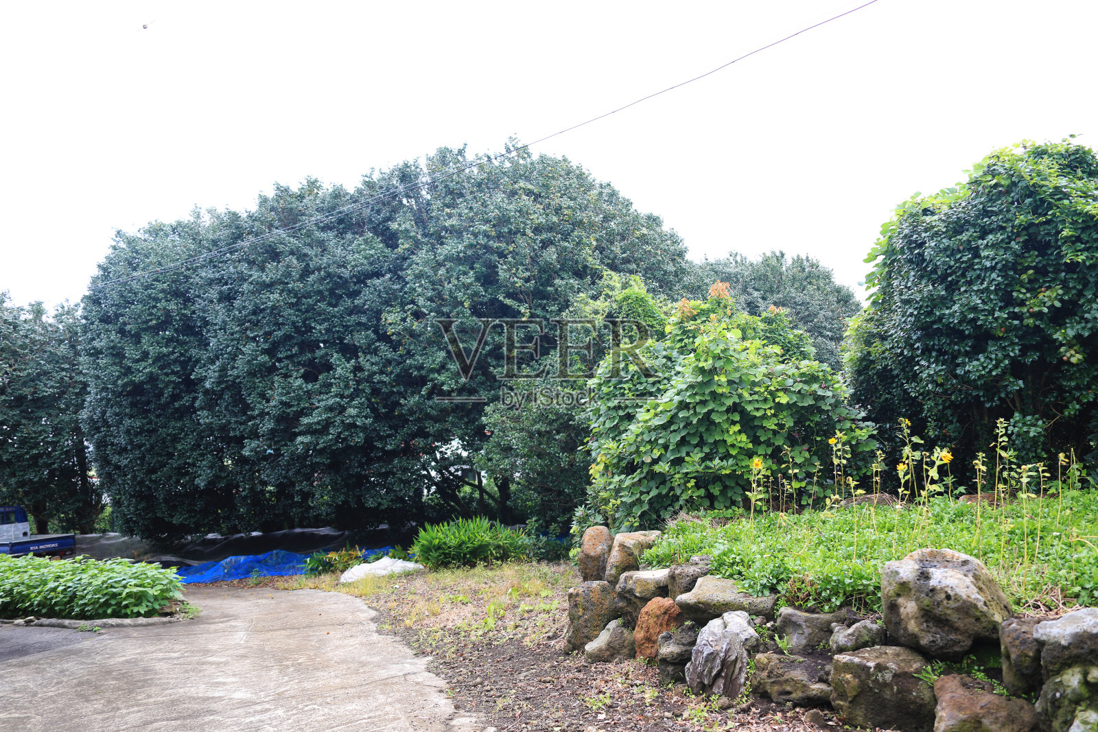 周朵，乡村，乡村，樱花，山茶花，油菜花，长梅花，石墙，樱花，山茶花开花，照片摄影图片