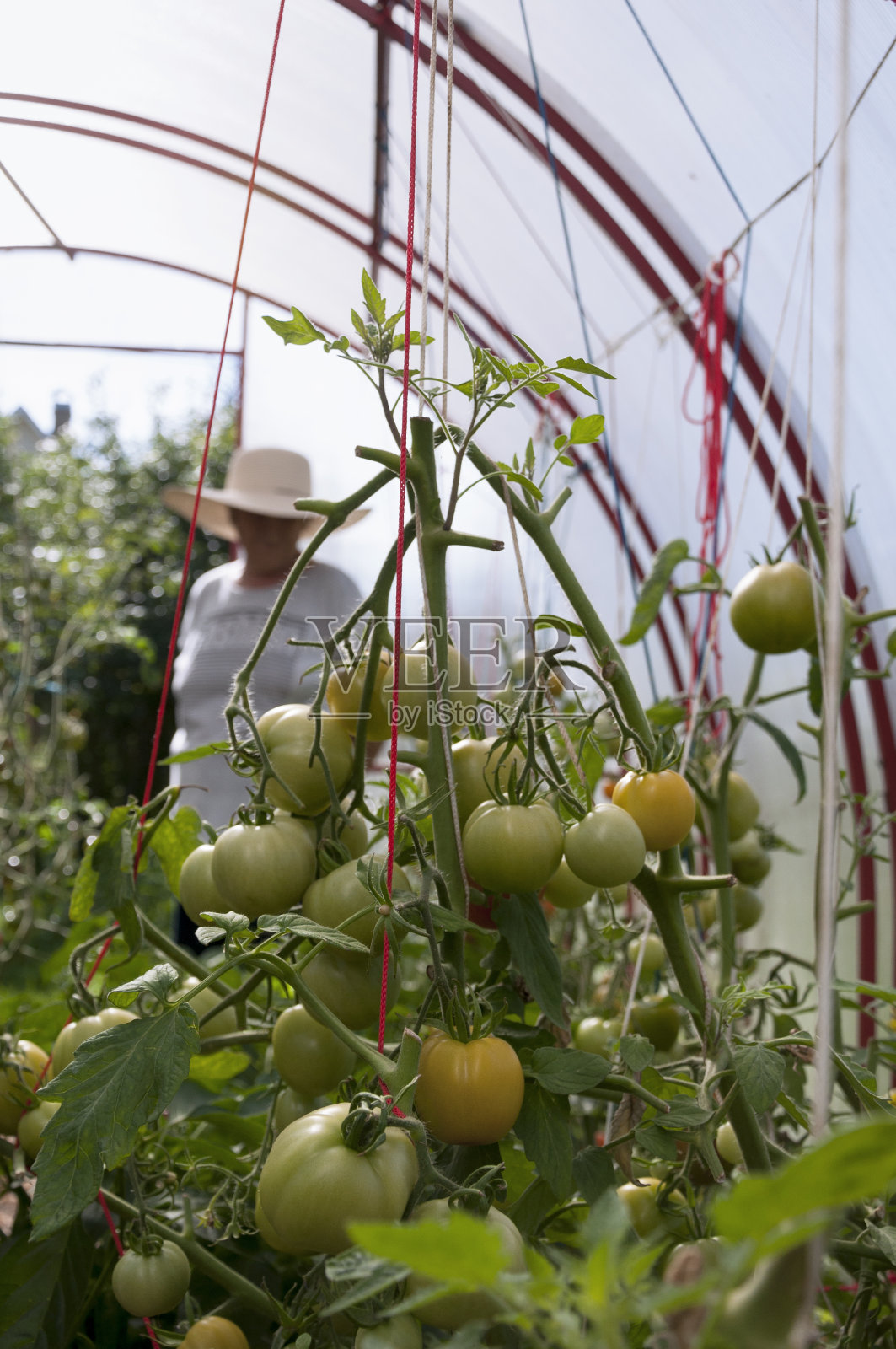 在温室里种植蔬菜照片摄影图片