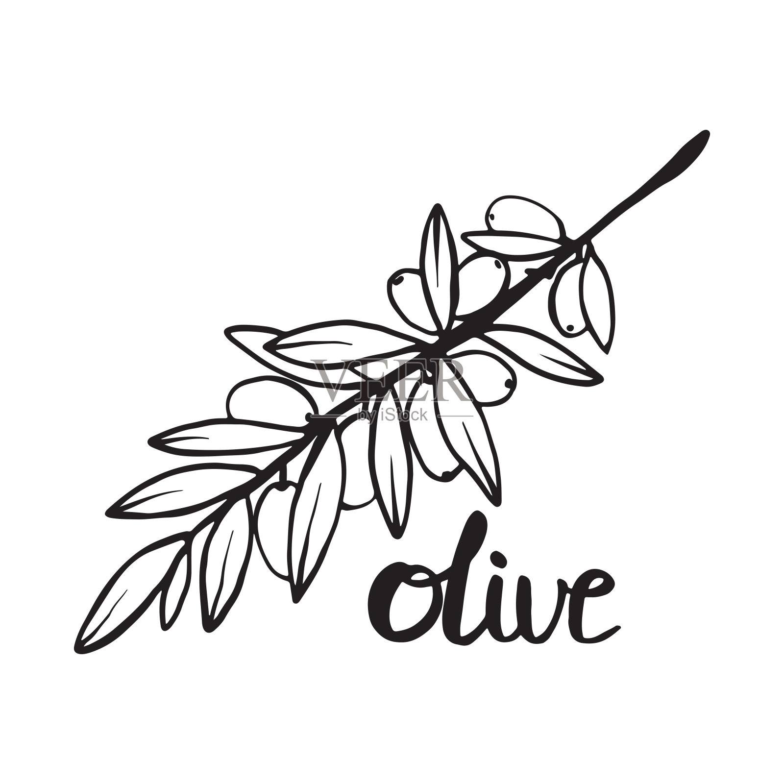 一幅橄榄枝素描插画图片素材