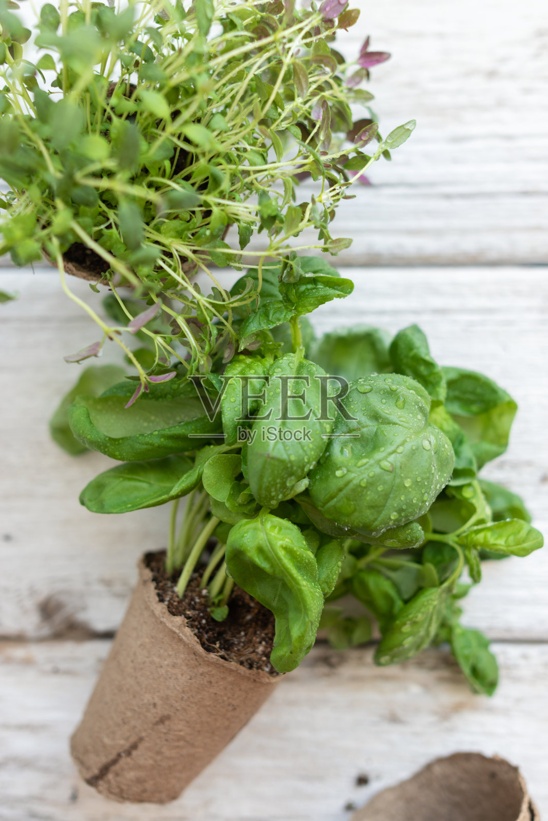 在白色木质背景上种植可生物降解的泥炭苔藓的盆中自制的绿色植物，俯视图。家庭园艺流行病中的嗜好健康饮食照片摄影图片