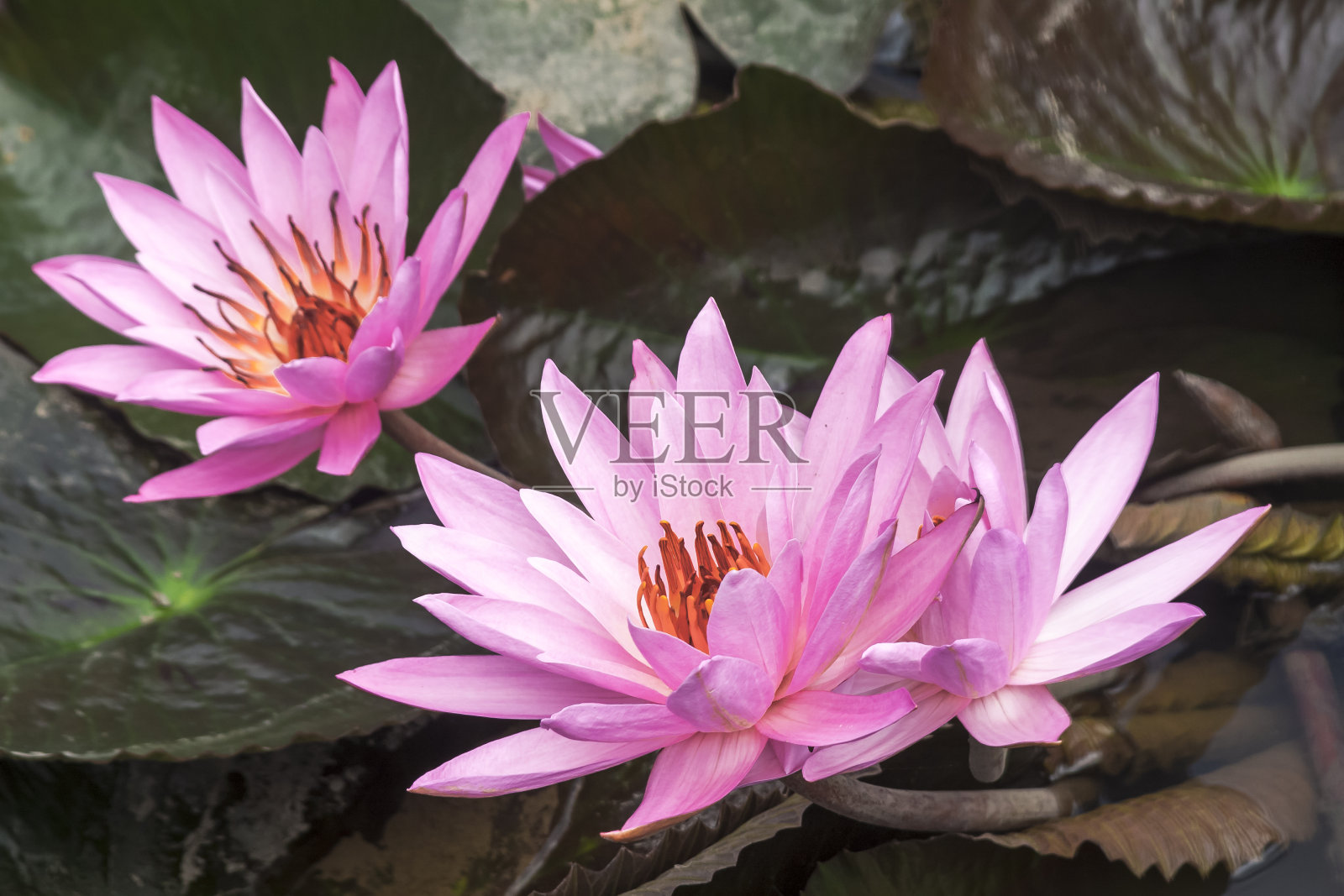 野生的粉红色睡莲或荷花照片摄影图片