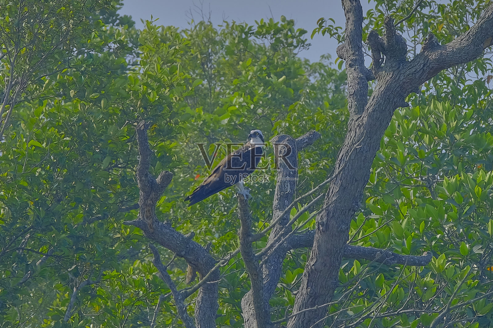 鱼鹰照片摄影图片