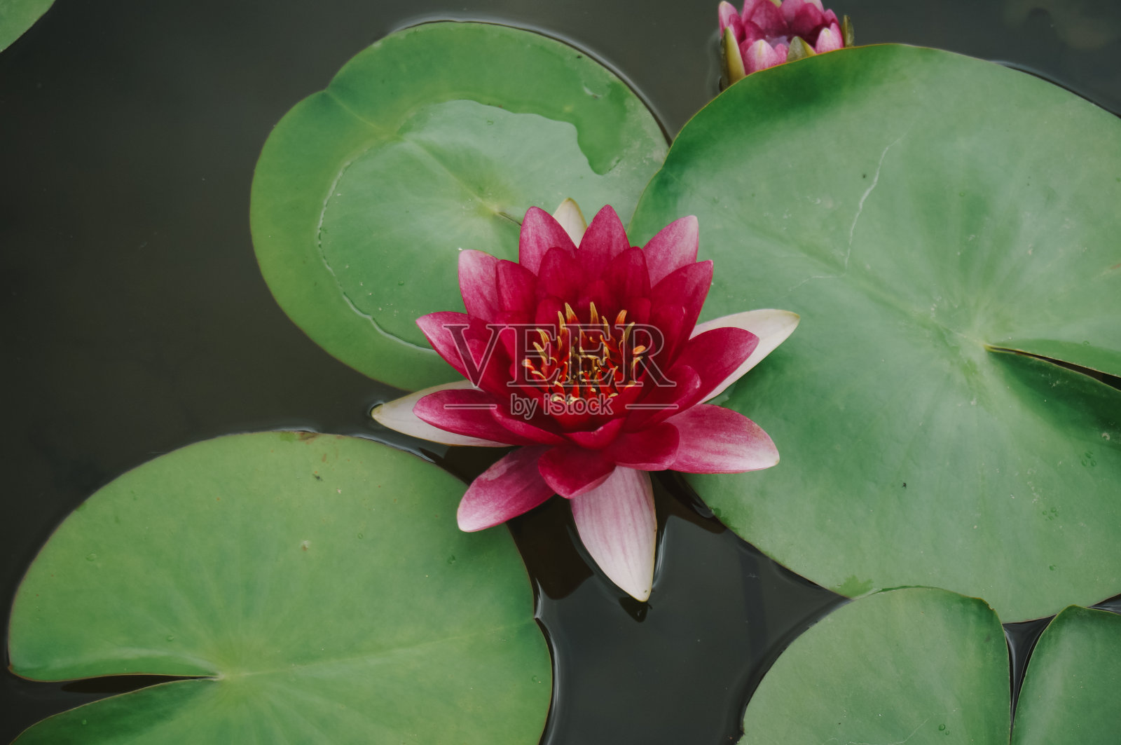 花园里的莲花。美丽的大自然粉红含苞欲放的荷花和荷花植物睡莲照片摄影图片