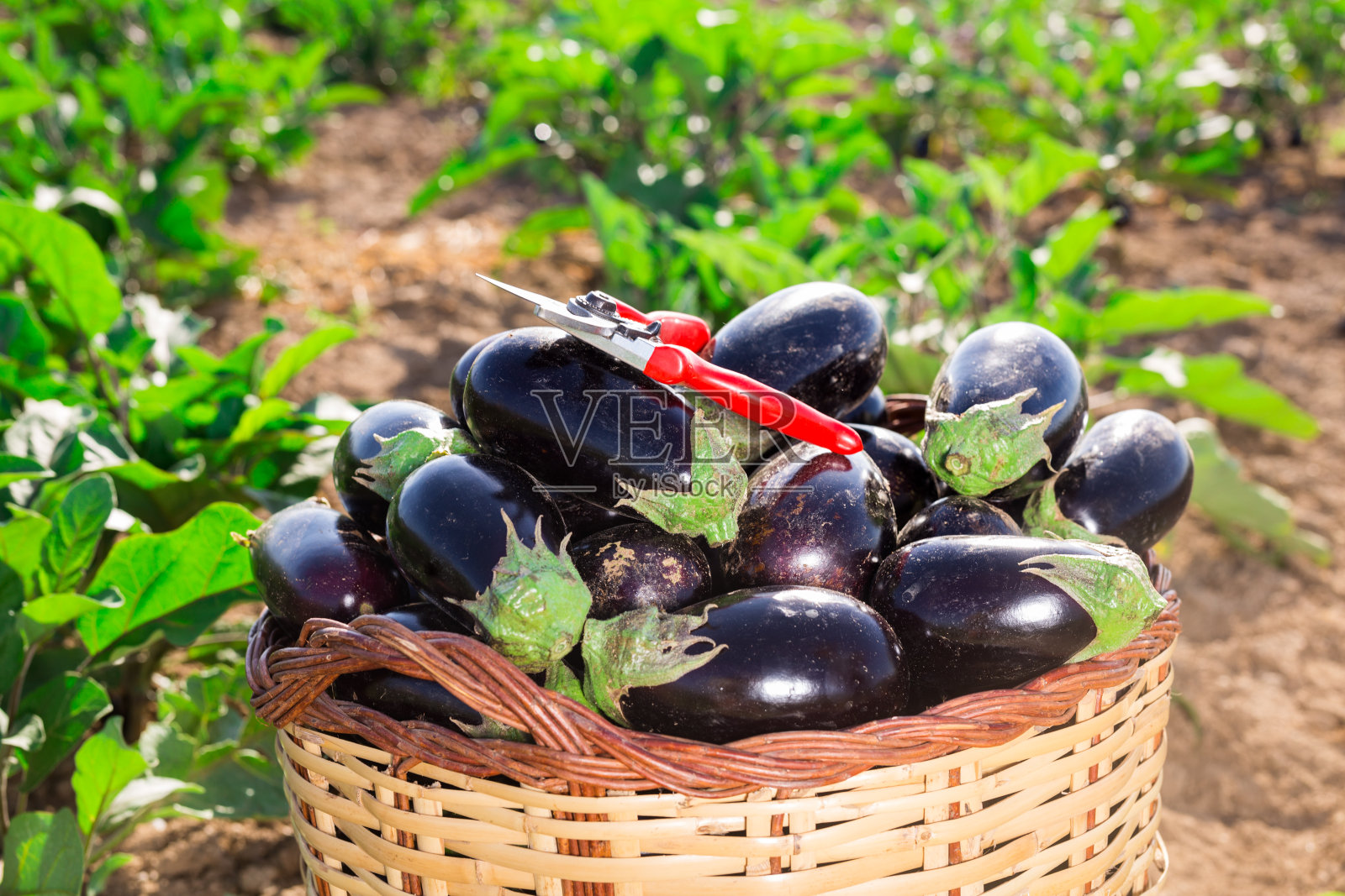 带熟茄子的柳条篮子照片摄影图片