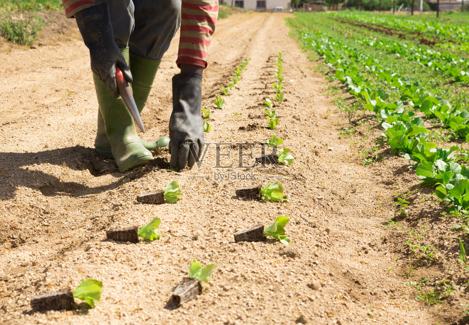 种植莴苣幼苗照片摄影图片
