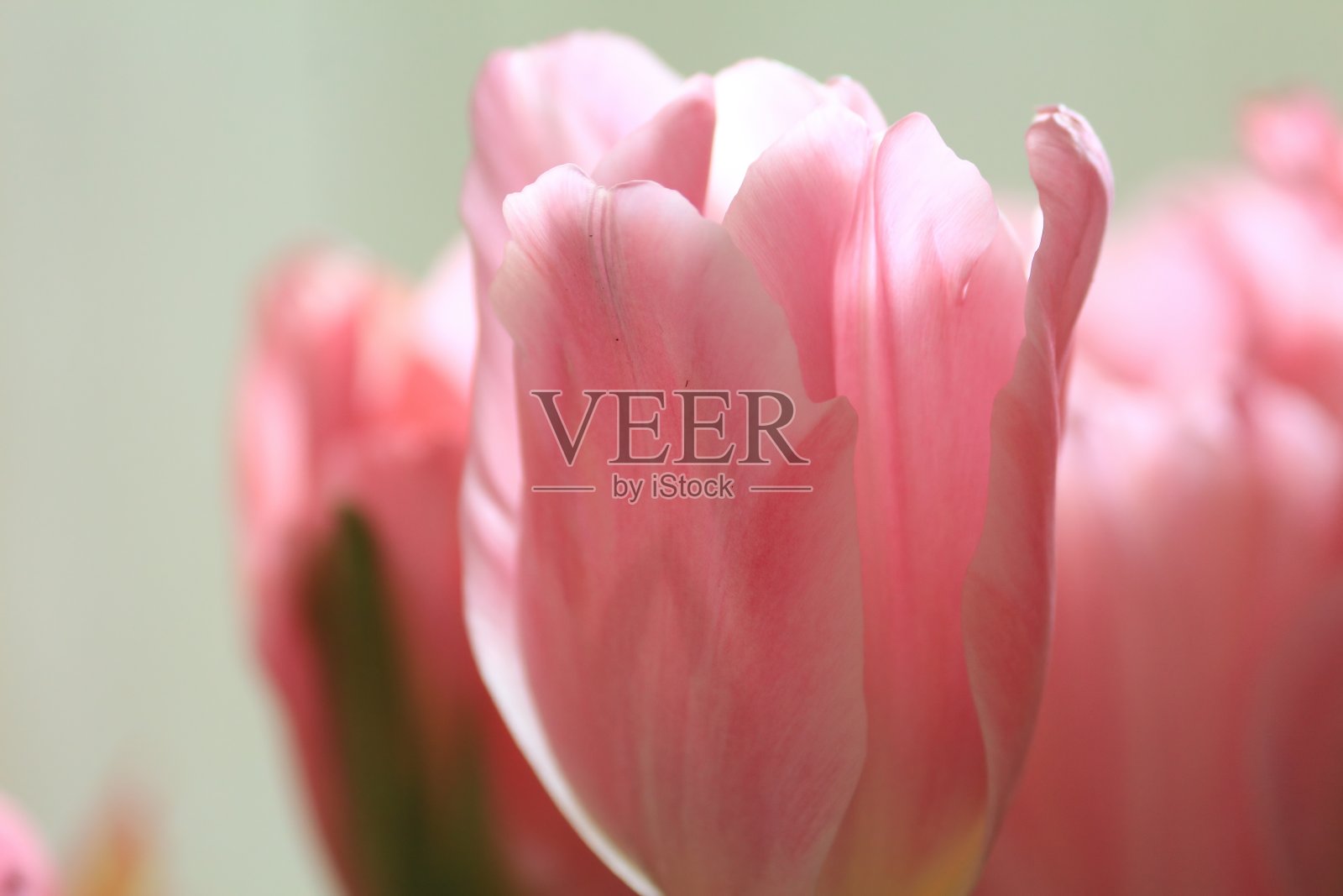 浅色背景上粉色郁金香花蕾的特写。娇嫩的粉色郁金香花朵。花卉背景。照片摄影图片