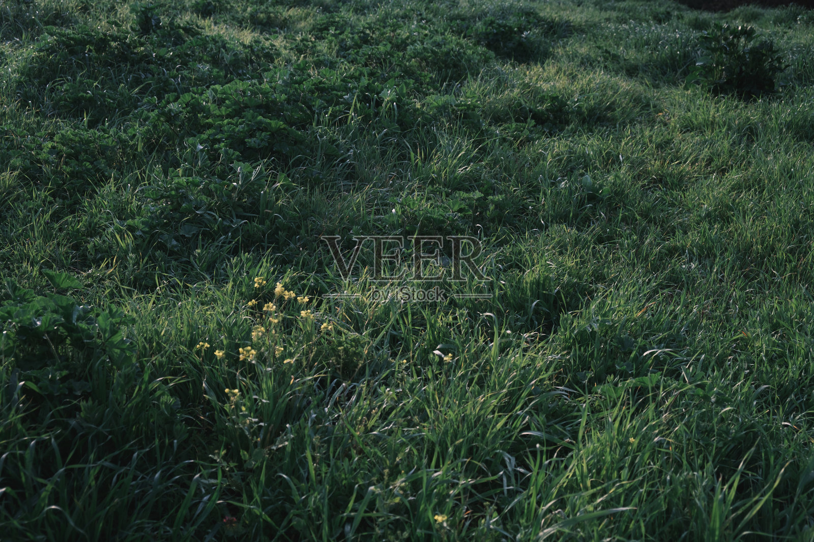 清晨的草地。照片摄影图片