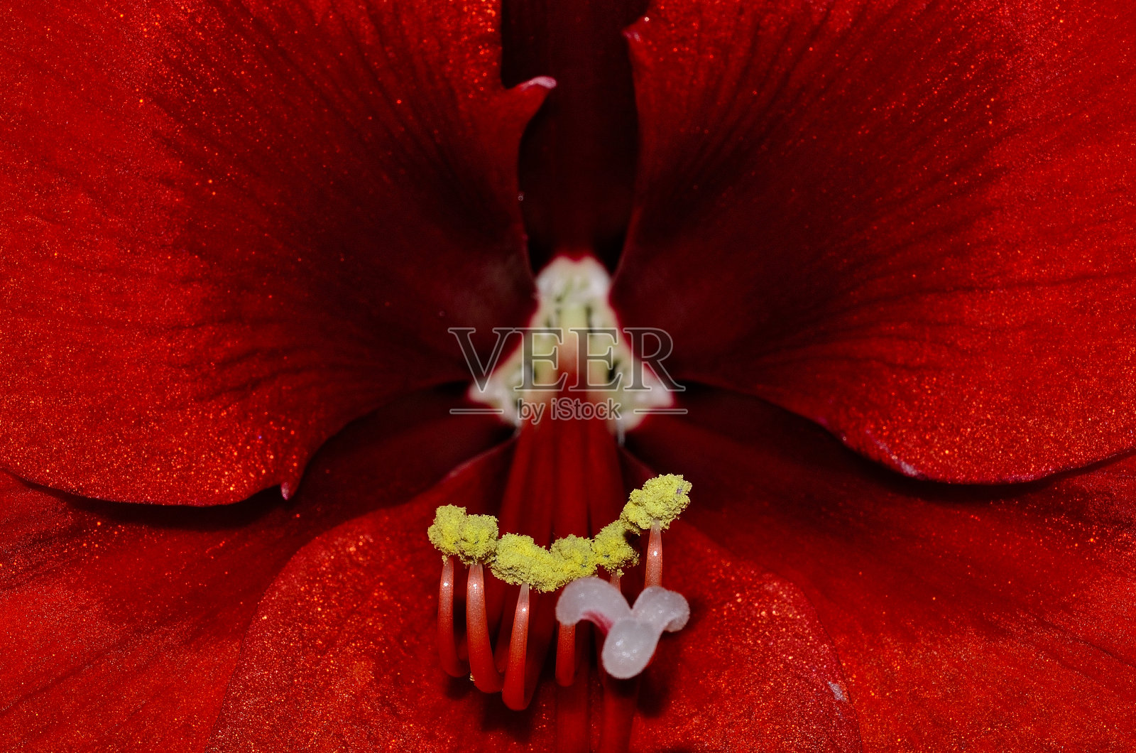 孤挺花照片摄影图片