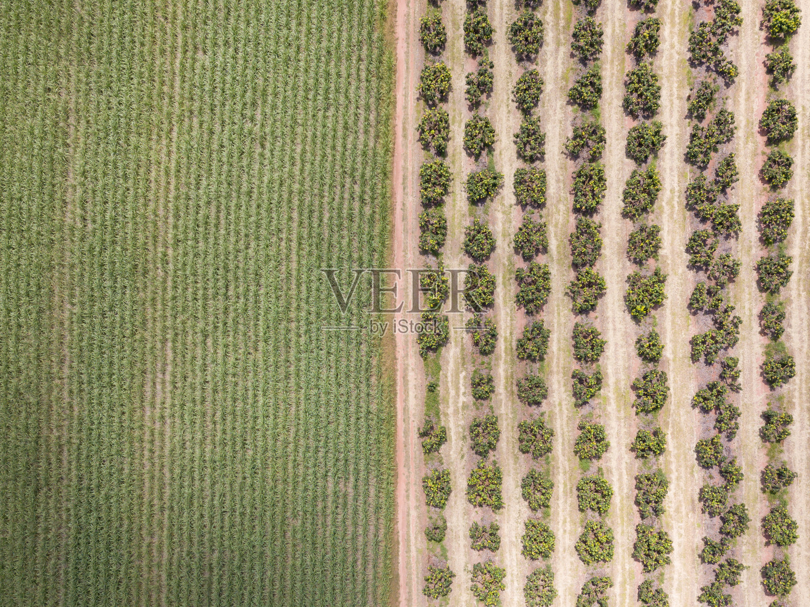 橙色的种植园照片摄影图片