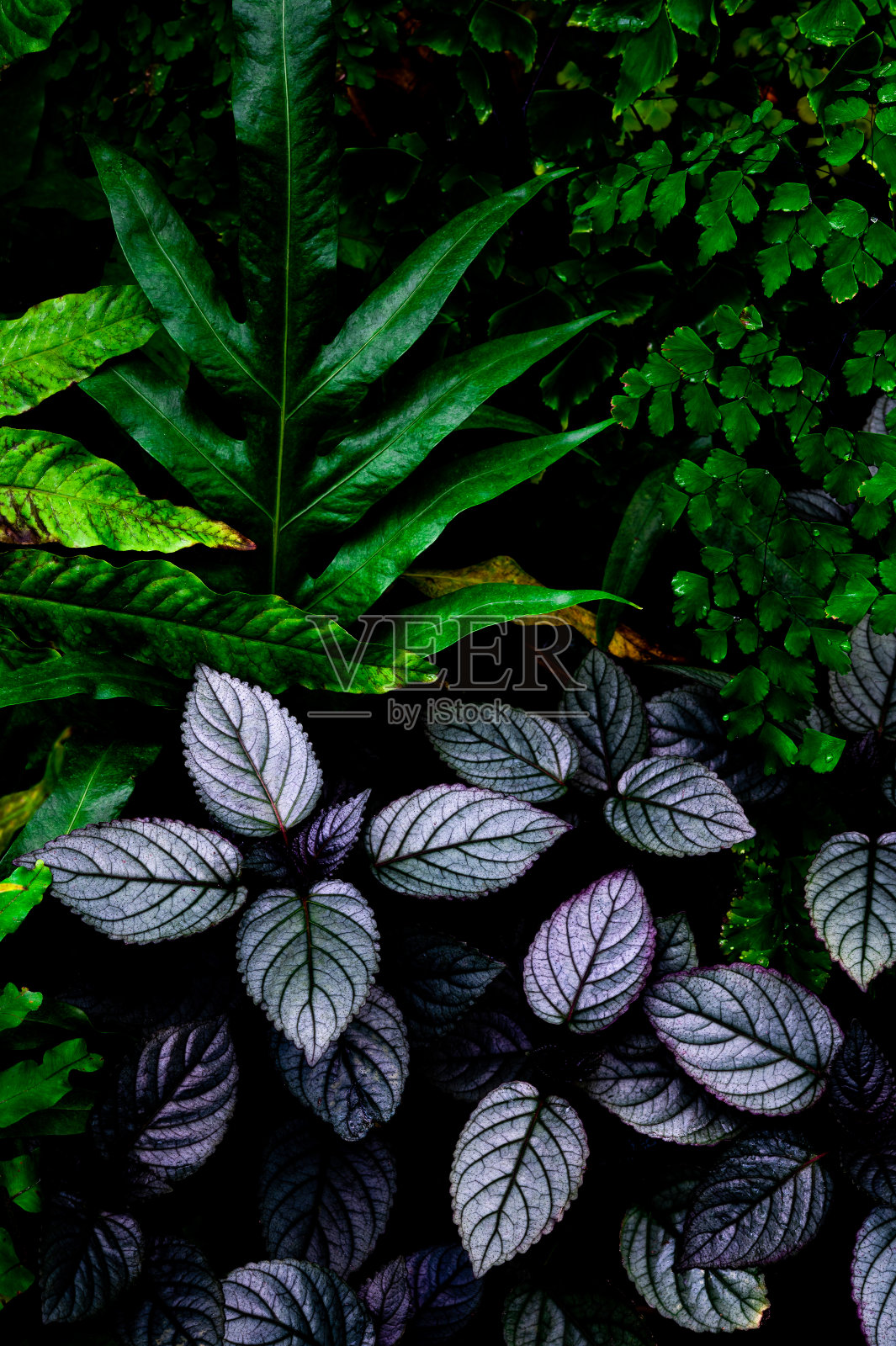 近距离自然视图的绿色叶片纹理自然背景，热带叶照片摄影图片