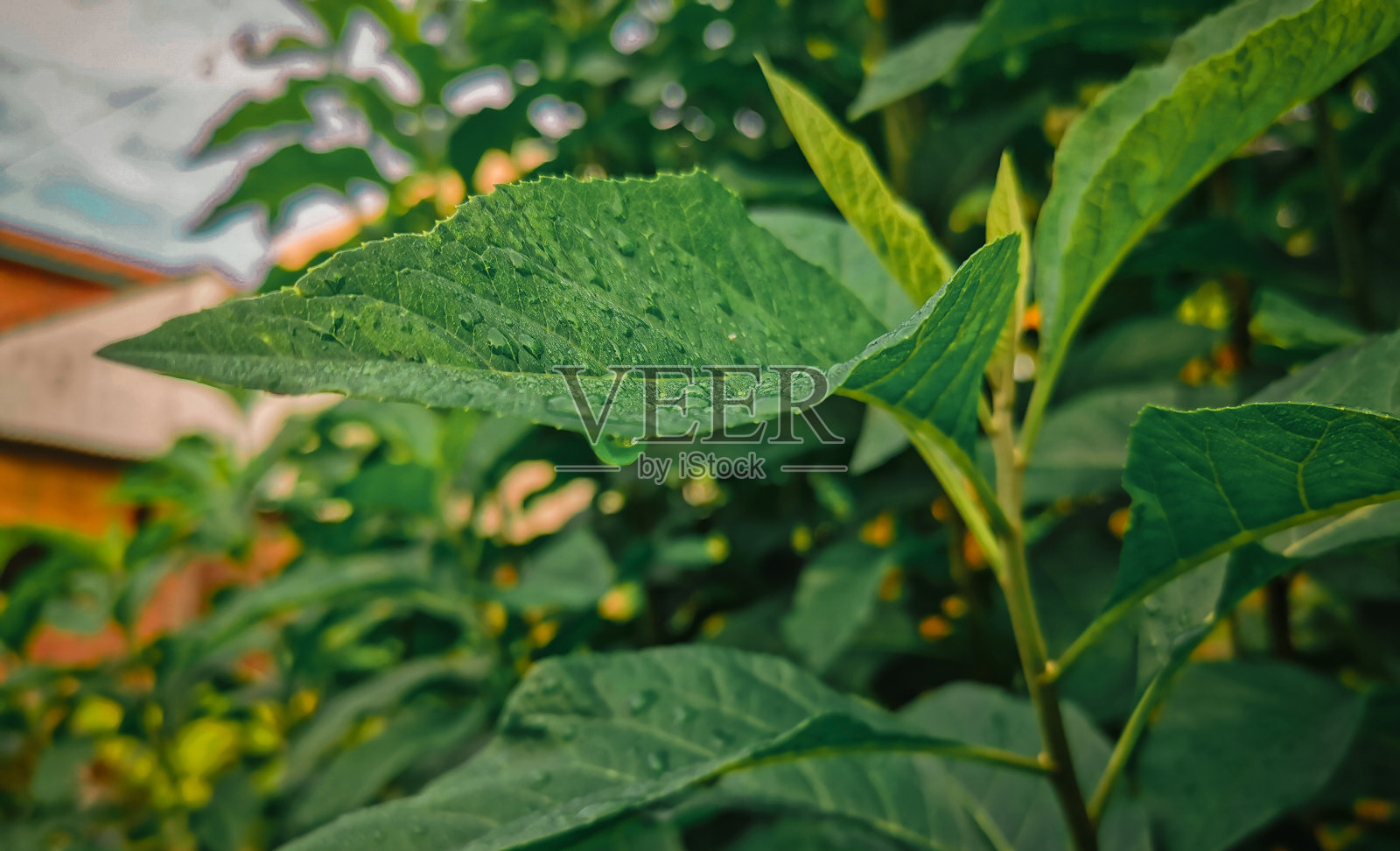 野生植物的绿叶照片摄影图片