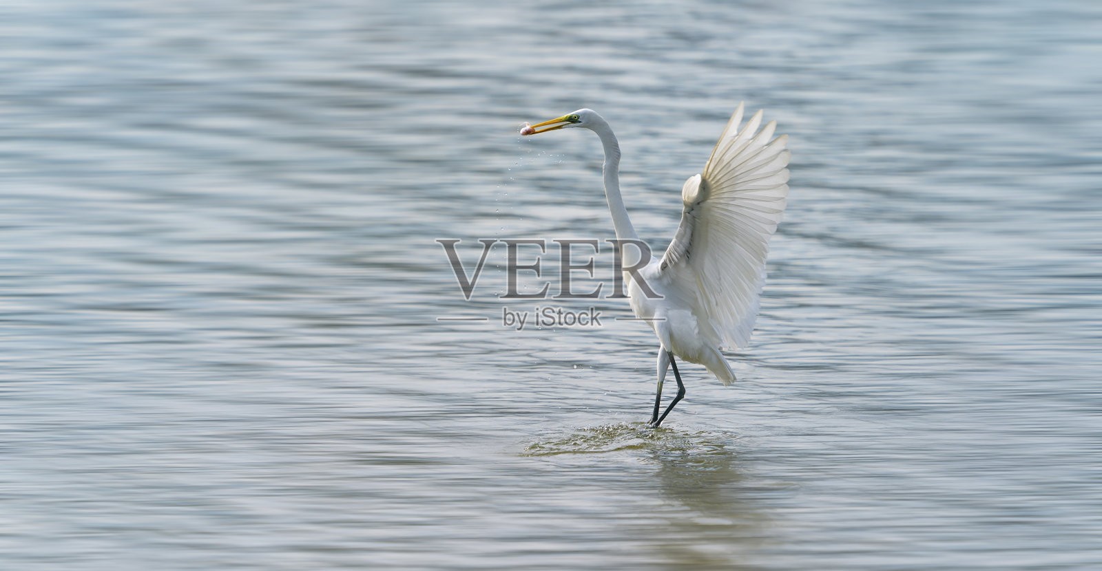 大白鹭在湖上吃鱼照片摄影图片