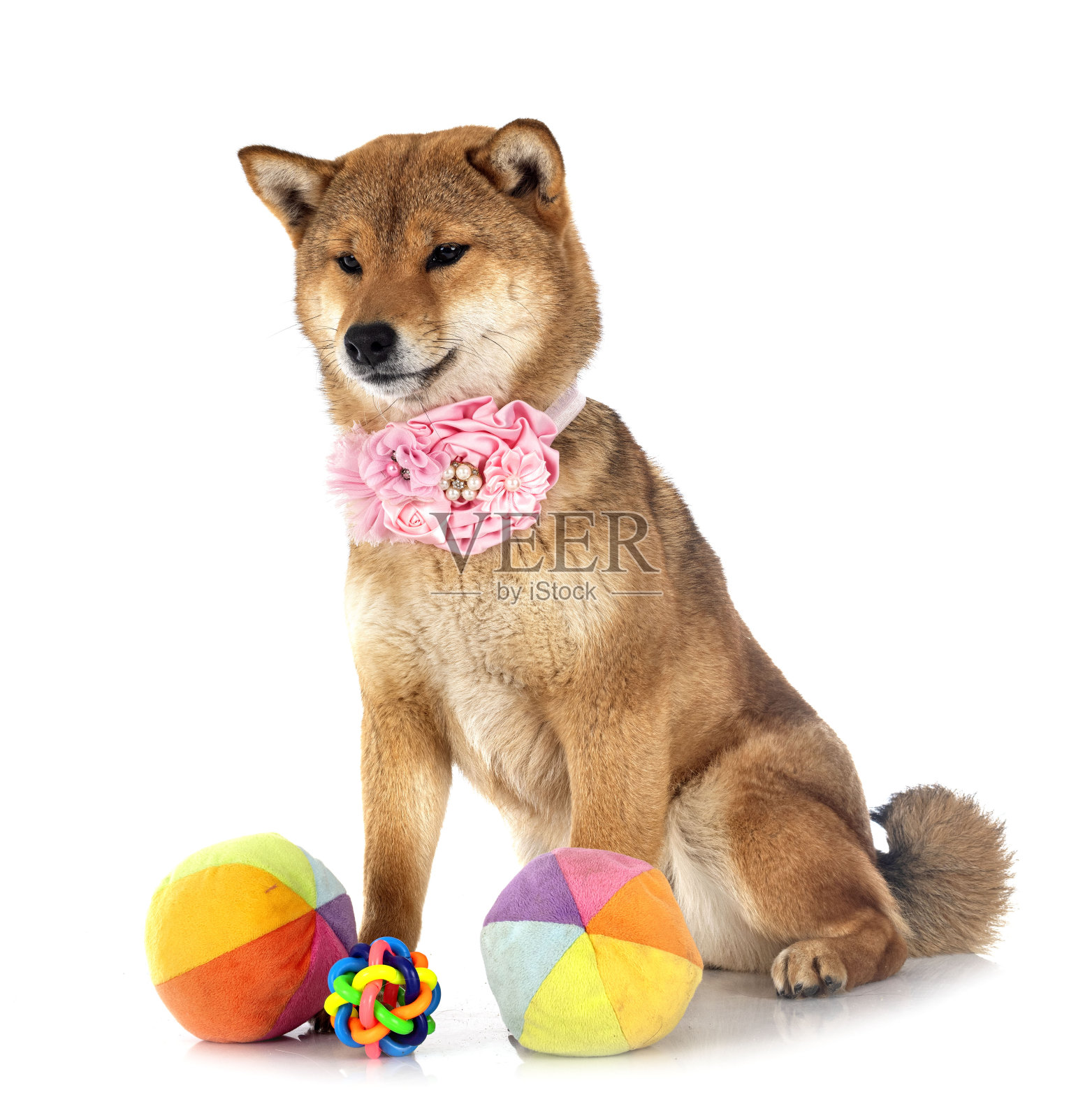 柴犬照片摄影图片