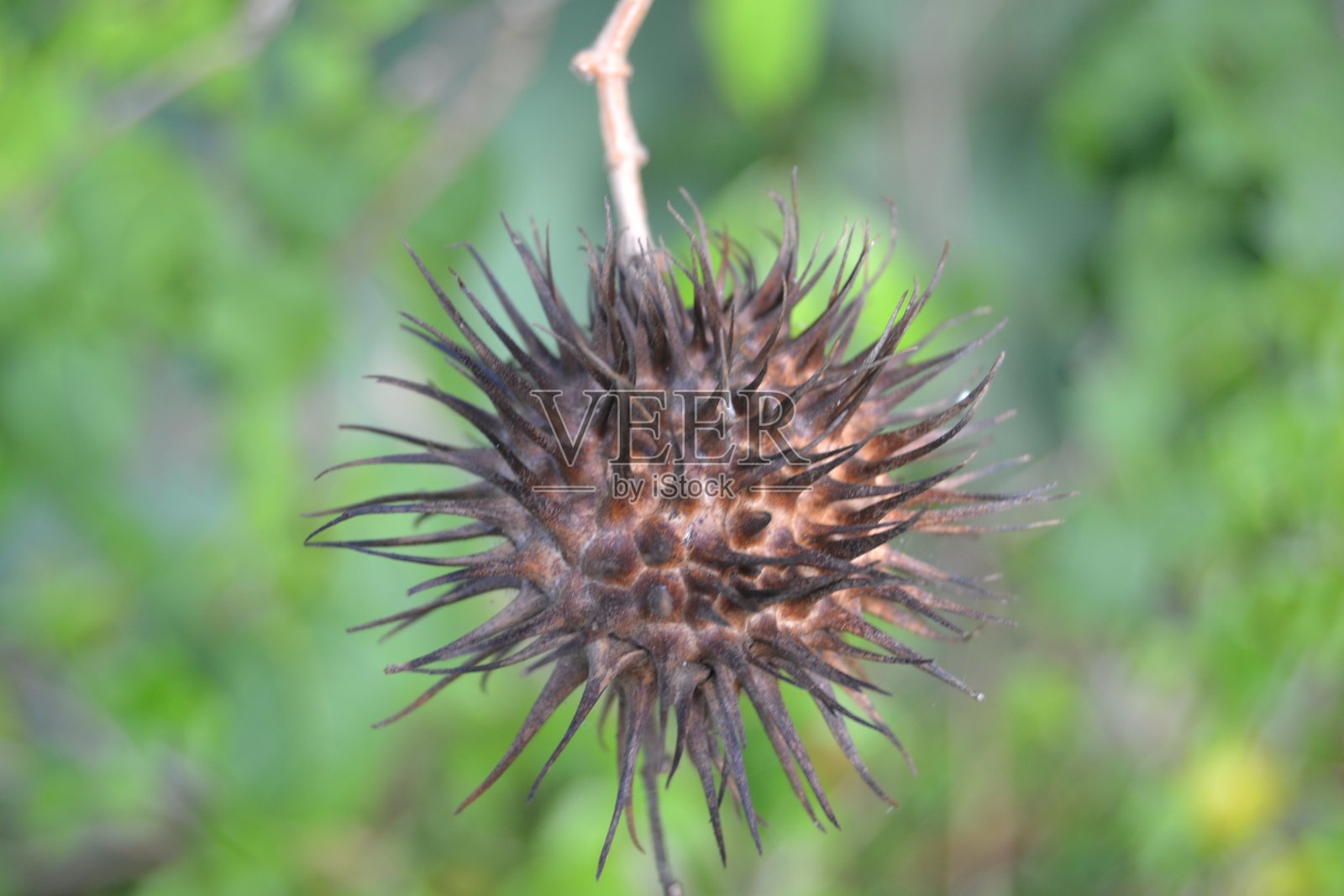 封装照片摄影图片