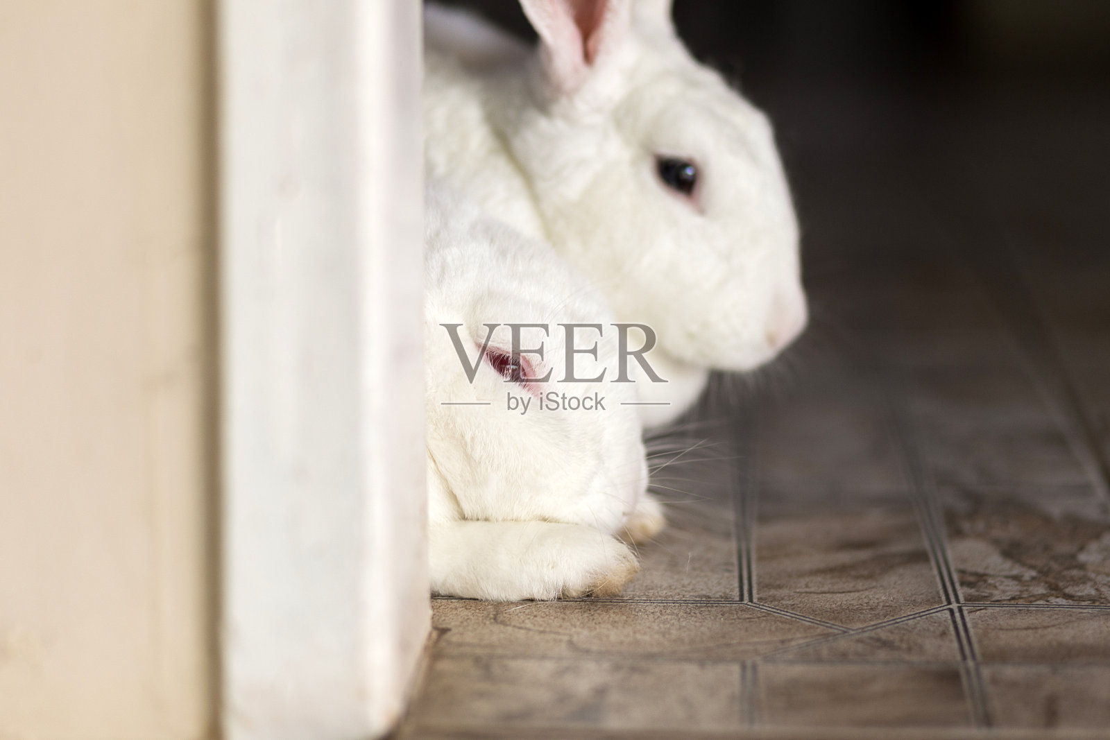 两只可爱的小白兔在休息。照片摄影图片