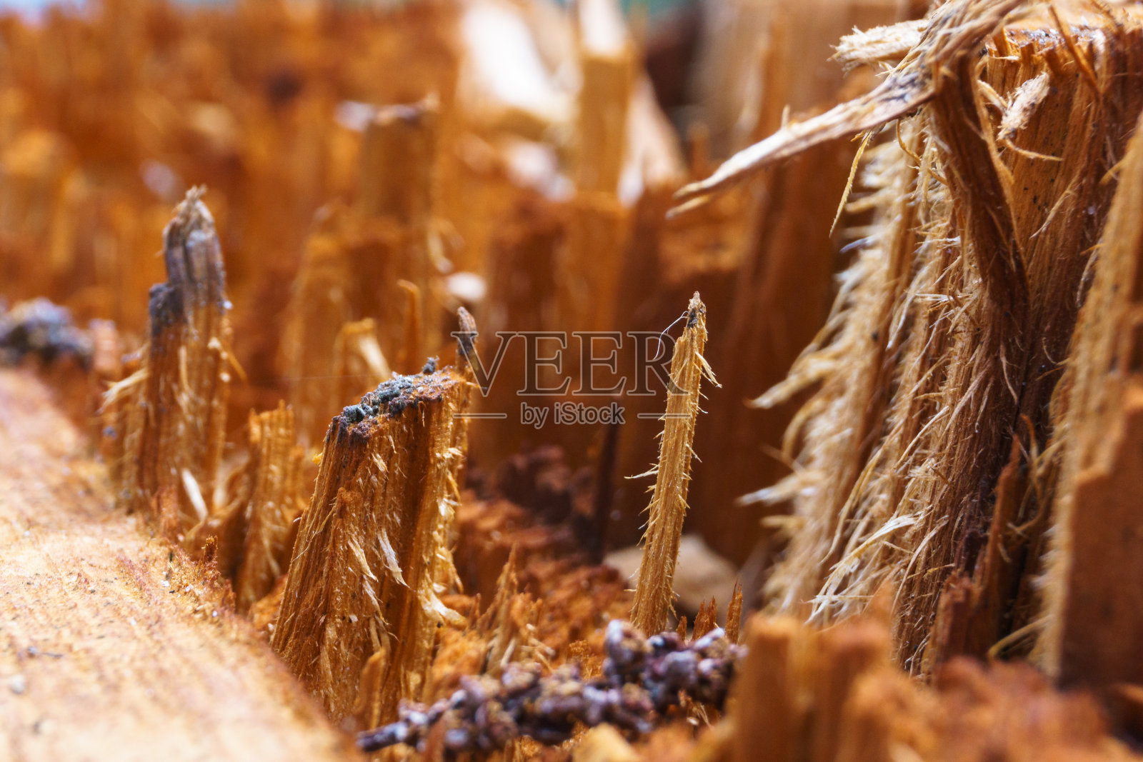 详细的纹理木质表面充满了一棵折断的树的碎片照片摄影图片