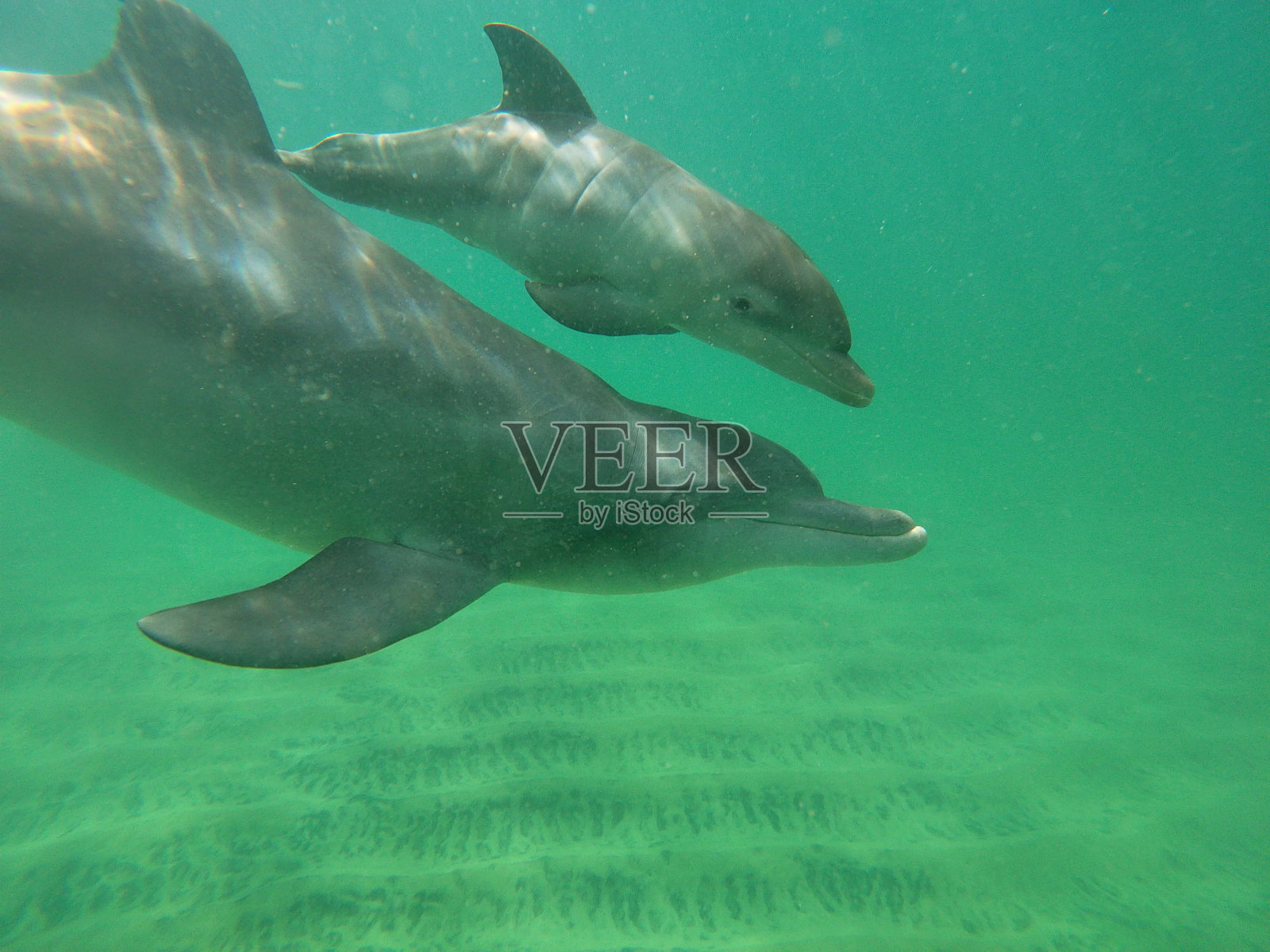 和宽吻海豚妈妈和幼崽一起游泳照片摄影图片