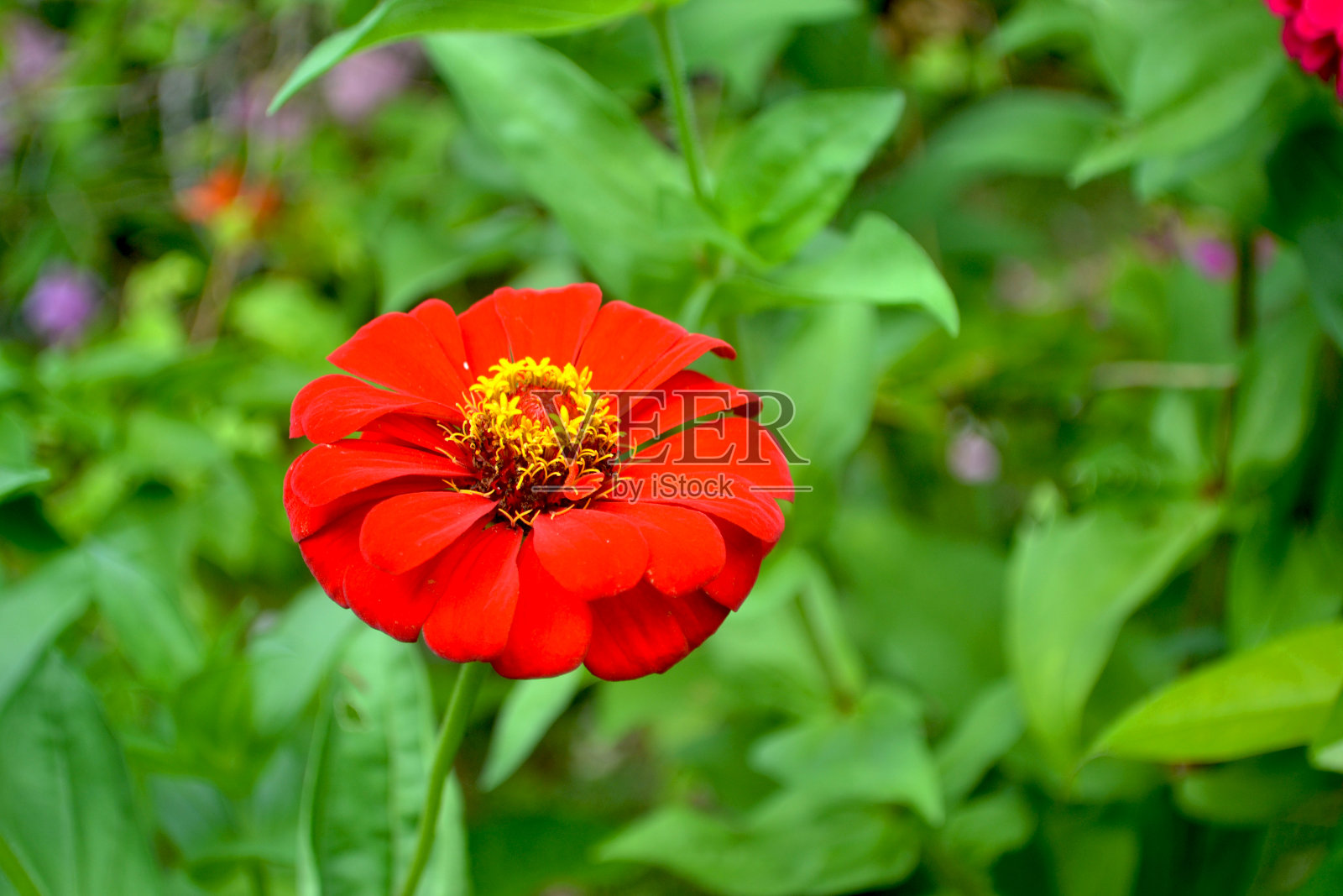 美丽的红色百日elegans或菊花盛开在花园里，背景模糊。红色花散景背景照片照片摄影图片