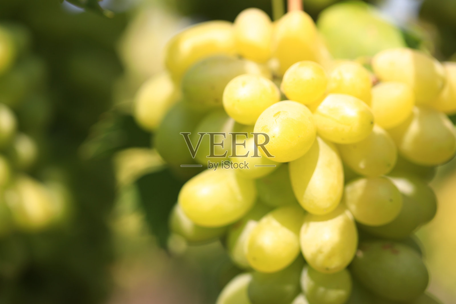 近距离的成熟的绿色葡萄在葡萄园的田野。照片摄影图片