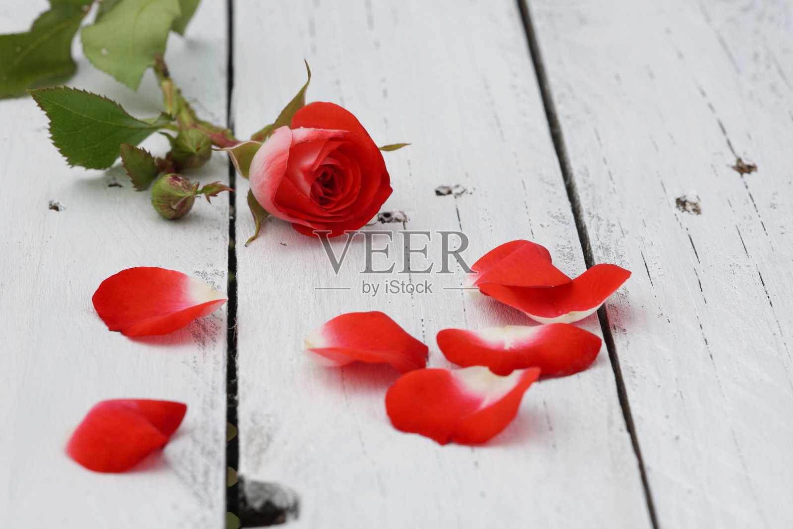 白木桌上花瓶里插着红野玫瑰照片摄影图片