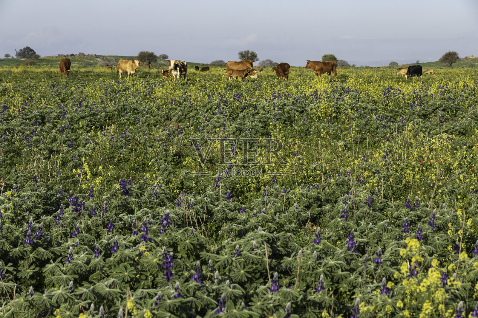田园风光：奶牛在盛开的田野上吃草照片摄影图片